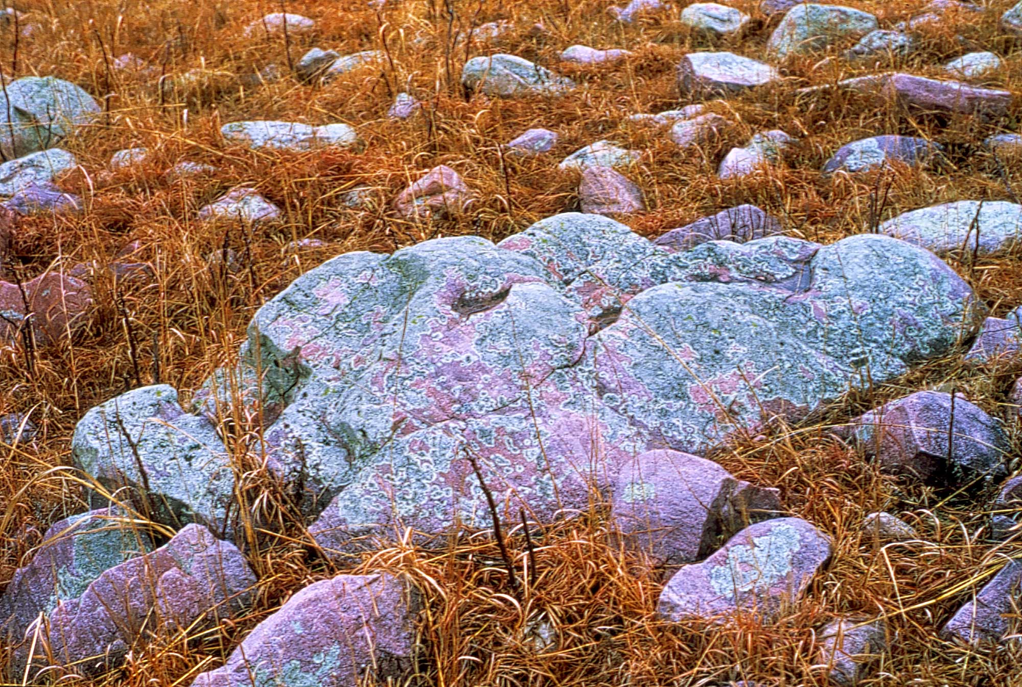 Photograph of glacial erratics (boulders) of Sioux quartzite in a field. The boulders are pink and gray in color.