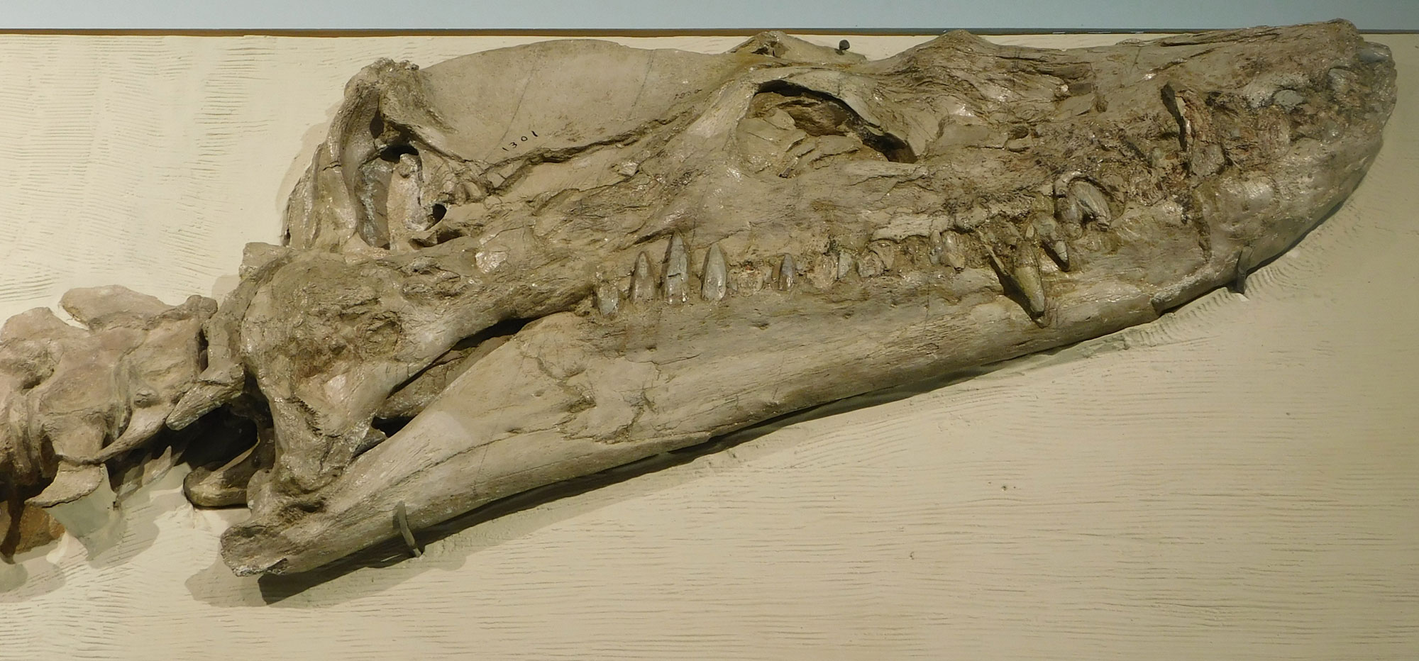 Photo of the skull of the elasmosaur Styxosaurus. Elasmosaurs had long necks and four paddle-like legs. The skull has pointed teeth that overlap the jaws when the mouth is shut.