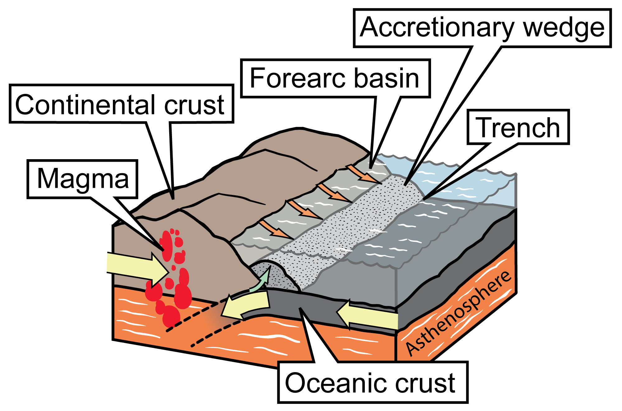 Simple diagram showing a subduction zone between a continental and oceanic plate. As the oceanic plate is subducted, magma forms at its melting edge. An accretionary wedge develops where the oceanic plate scrapes against the continental plate.