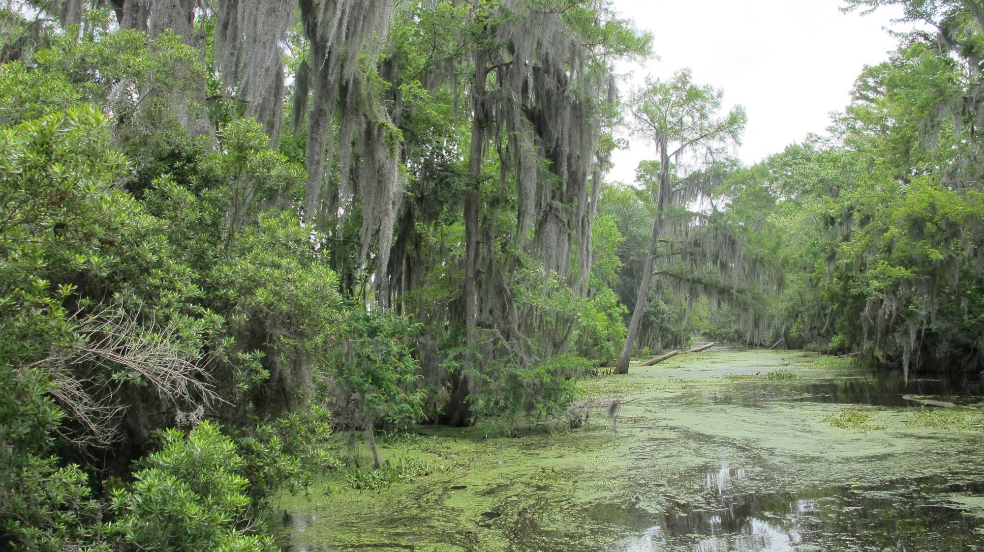 Photo of a Louisiana swamp. The swamp has a waterway covered with green vegetation (duckweed?) with bald cypress on either side, Spanish moss hanging from its branches. A large shrub is also in the left foreground.