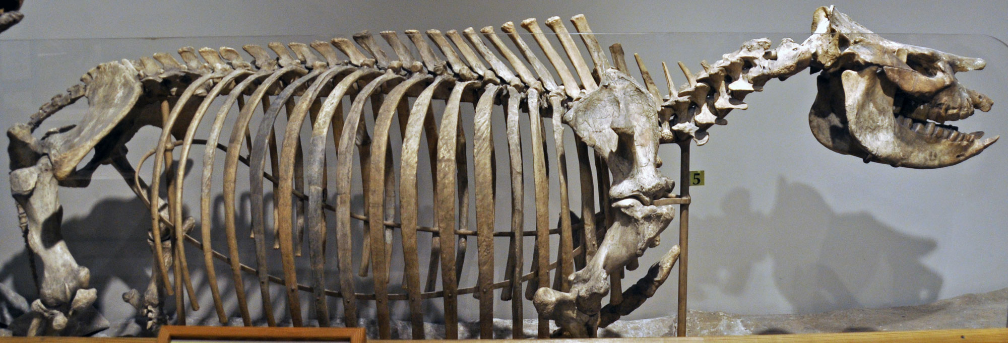 Photo of a skeleton of an extinct North American rhino from the Miocene of Kansas on display in a museum.