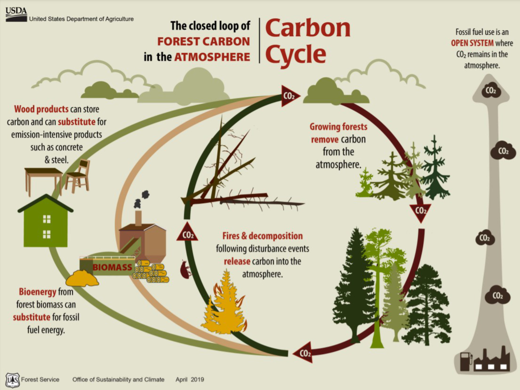 A diagram showing the carbon cycle in forests, and how CO2 is released and taken in by plants.