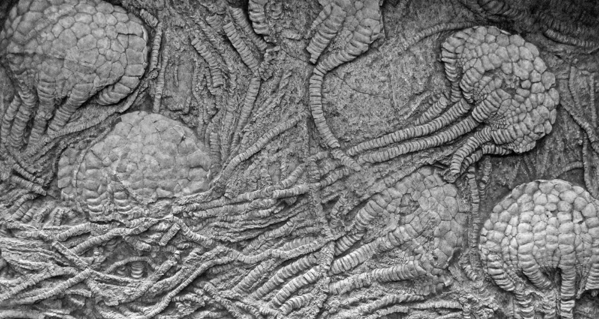 Grayscale photo of Uintacrinus, a cretaceous stalkless crinoid, slowing the calices and arms.
