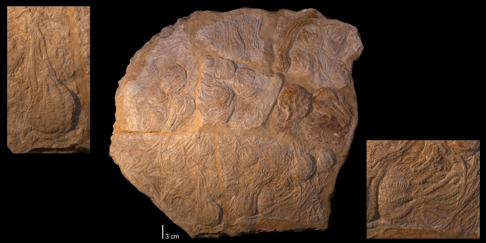 Photos of a slab of Uintacrinus, a Cretaceous stalkless crinoid. Each animal consists of a calyx and arms.