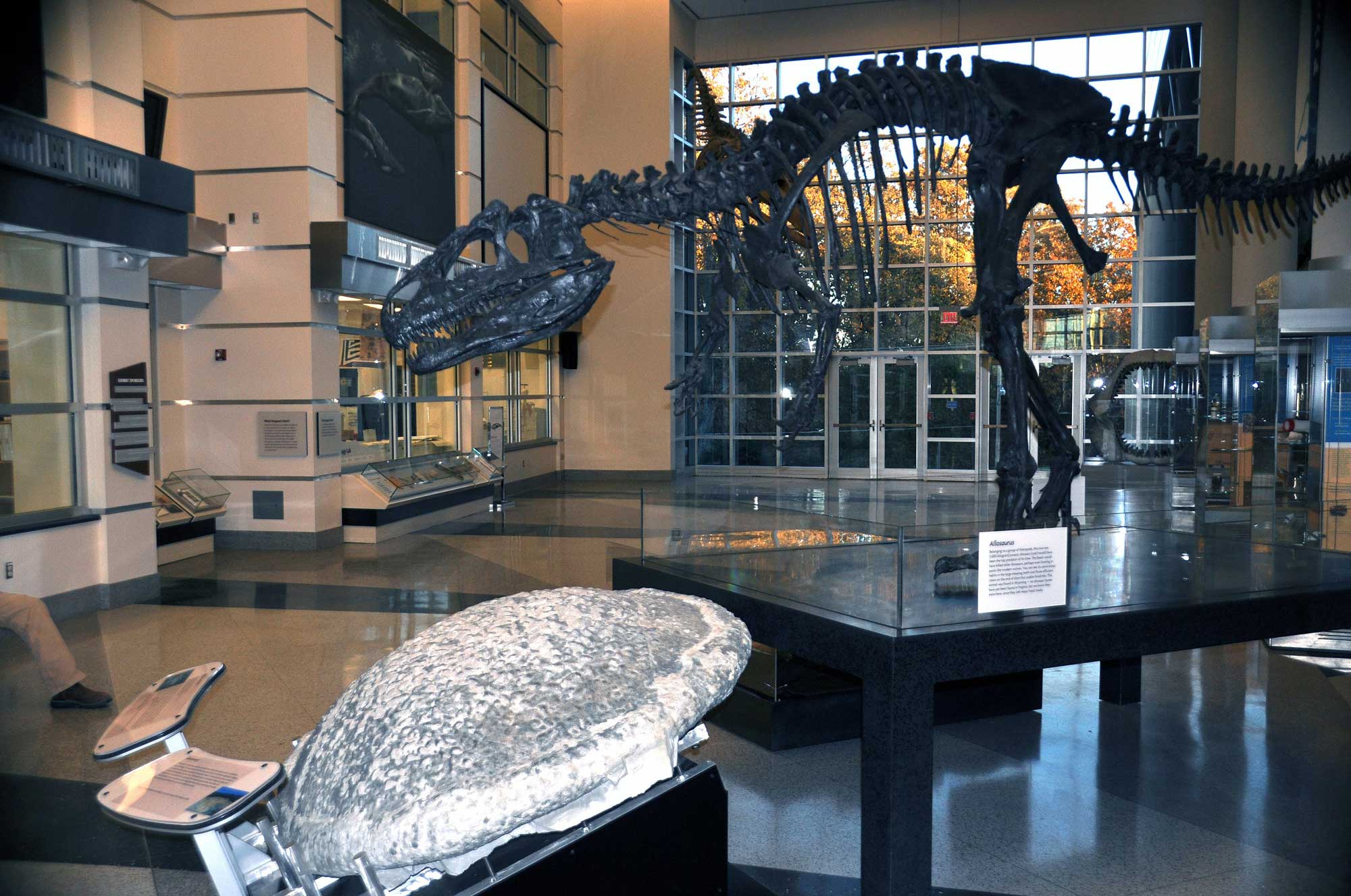 Photograph of a dinosaur skeleton on display inside the Virginia Museum of Natural History.