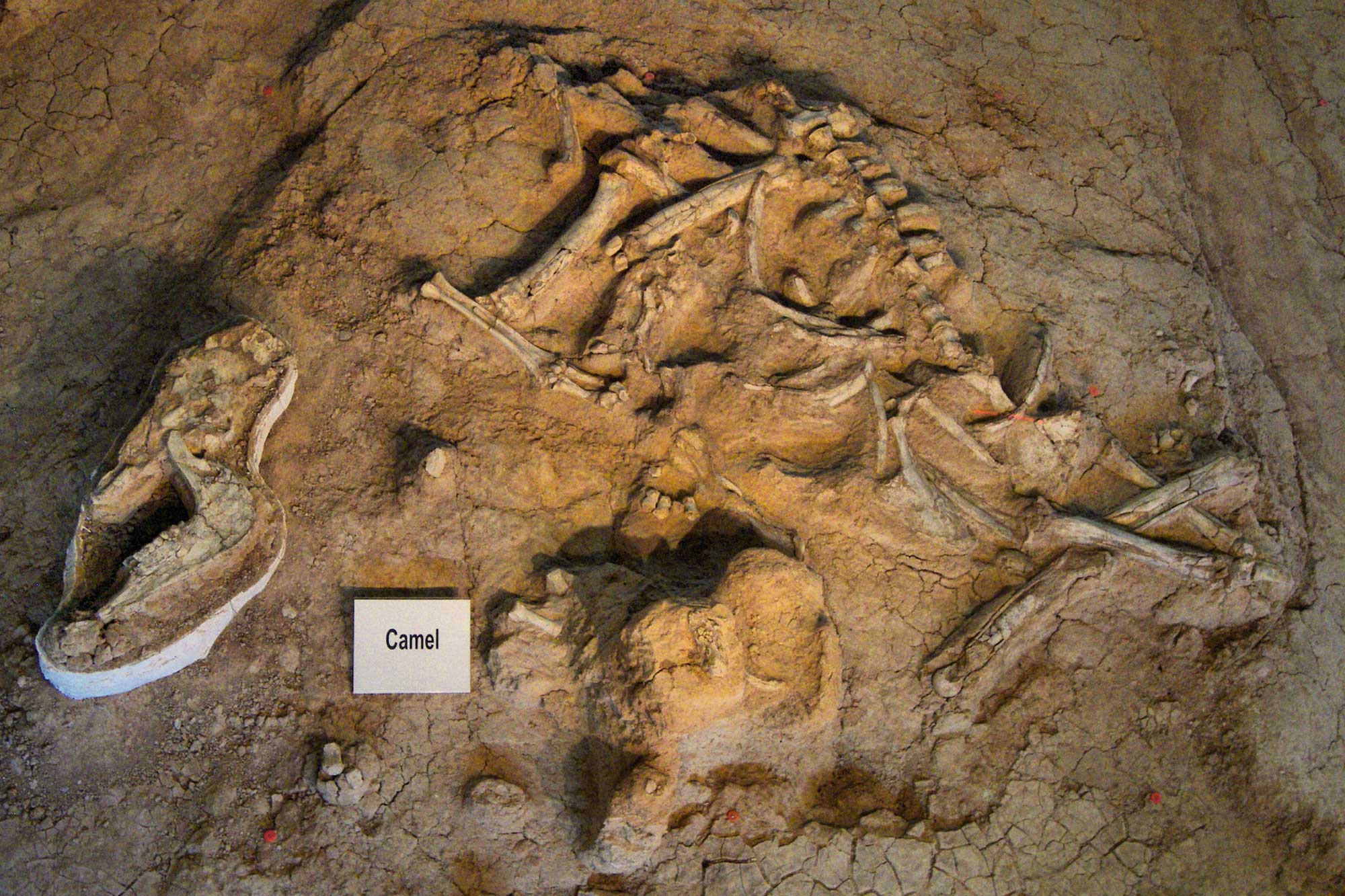 Photo of a partially excavated camel skeleton at Waco Mammoth National Monument.