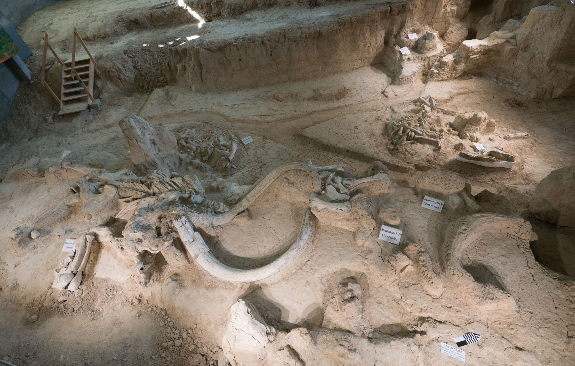 Photo showing partially excavated skeletons at Waco Mammoth National Monument, including multiple mammoths and a camel.