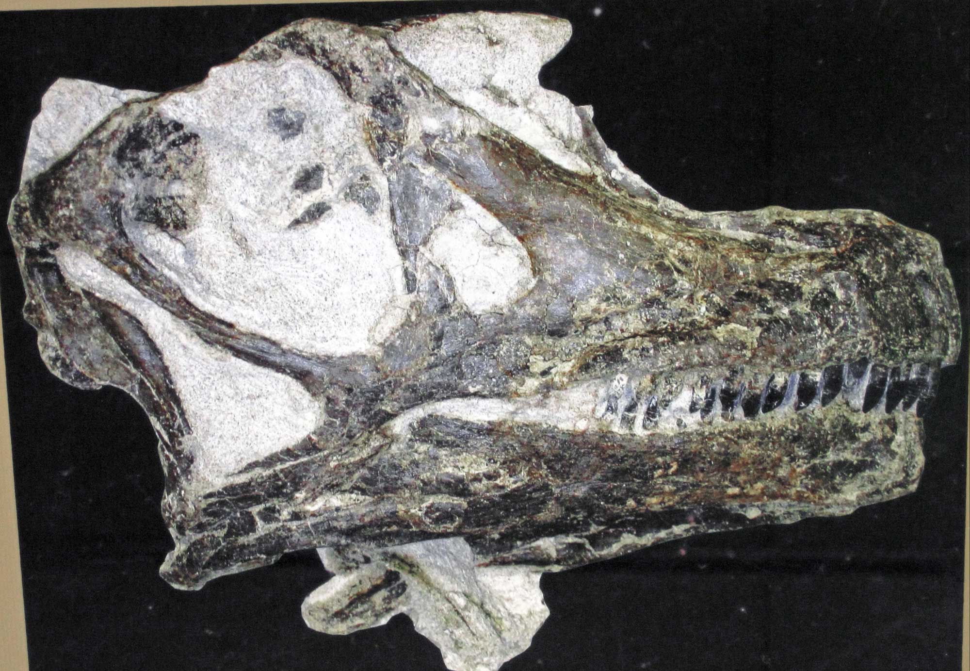 Photograph of the skull of Abydosaurus from the Cretaceous of Utah shown in side view. The skull is tall at the back (near the neck) and much shorter near the mount. The teeth are relatively short and appear pointed. The skull has three large openings (fenestrae) on its side.