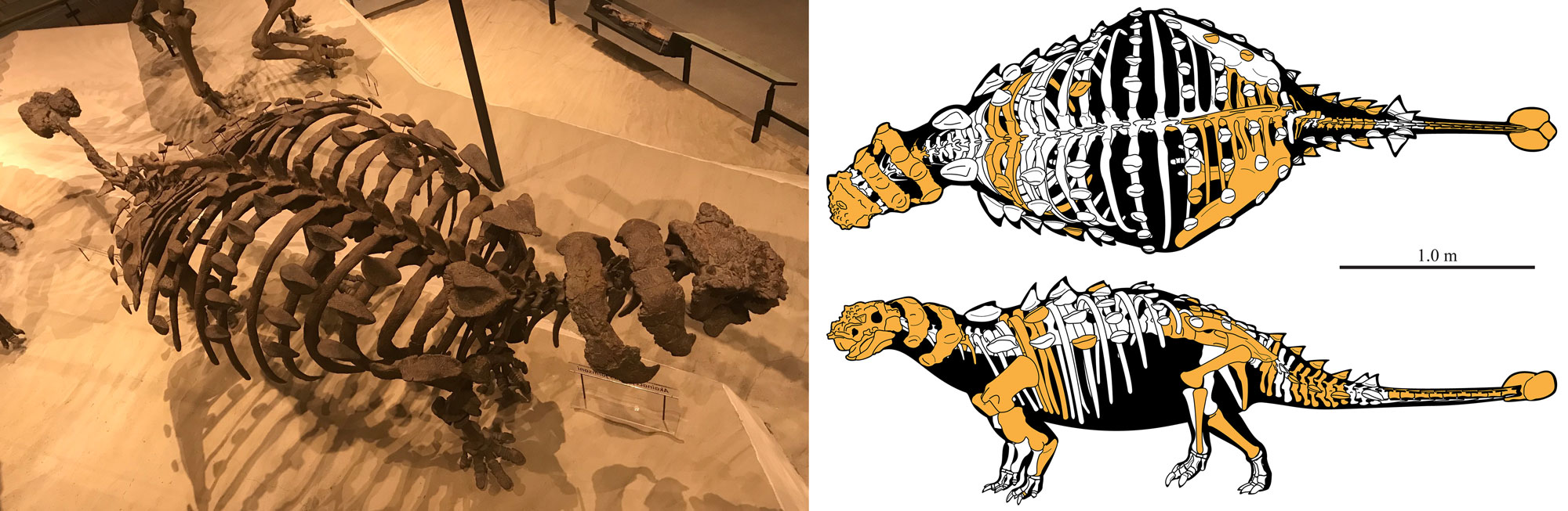 2-panel figure of the Cretaceous ankylosaur (armored dinosaur) Akainacephalus. Panel 1: Photograph of a reconstructed skeleton on display in a museum. This dinosaur is herbivorous, walks on all fours, has a tail with a bony club at the end, and large bony spikes on its back. Panel 2: Drawing illustrating the skeleton in top and side views. Bones that were actually found are colored orange, whereas the bones colored white are inferred.