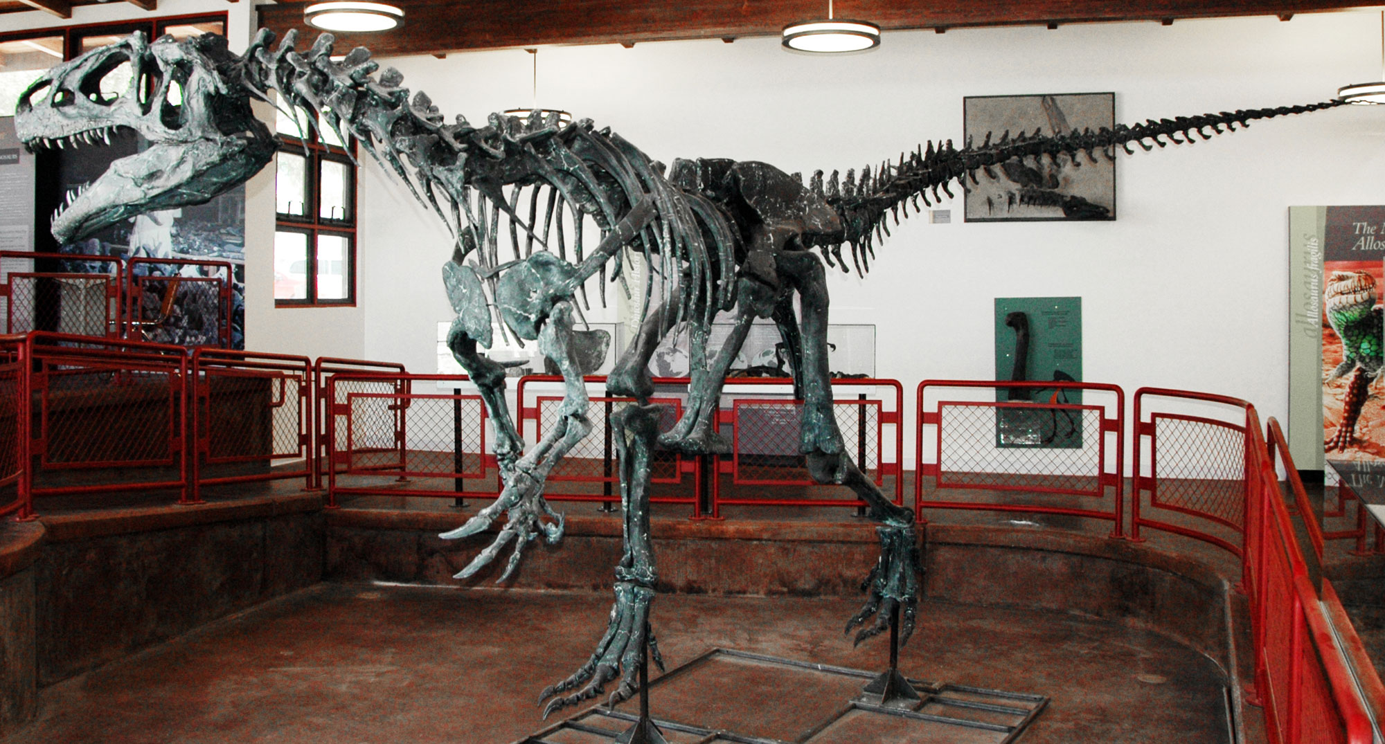 Photograph of a mounted Allosaurus skeleton at Cleveland-Lloyd quarry. The dinosaur is a predatory theropod. It has a relatively large head with pointed teeth. The arms are robust and the hands have large claws. The dinosaur is bipedal, and the feet also have large claws. The tail is extended in back of the body and held off the ground.