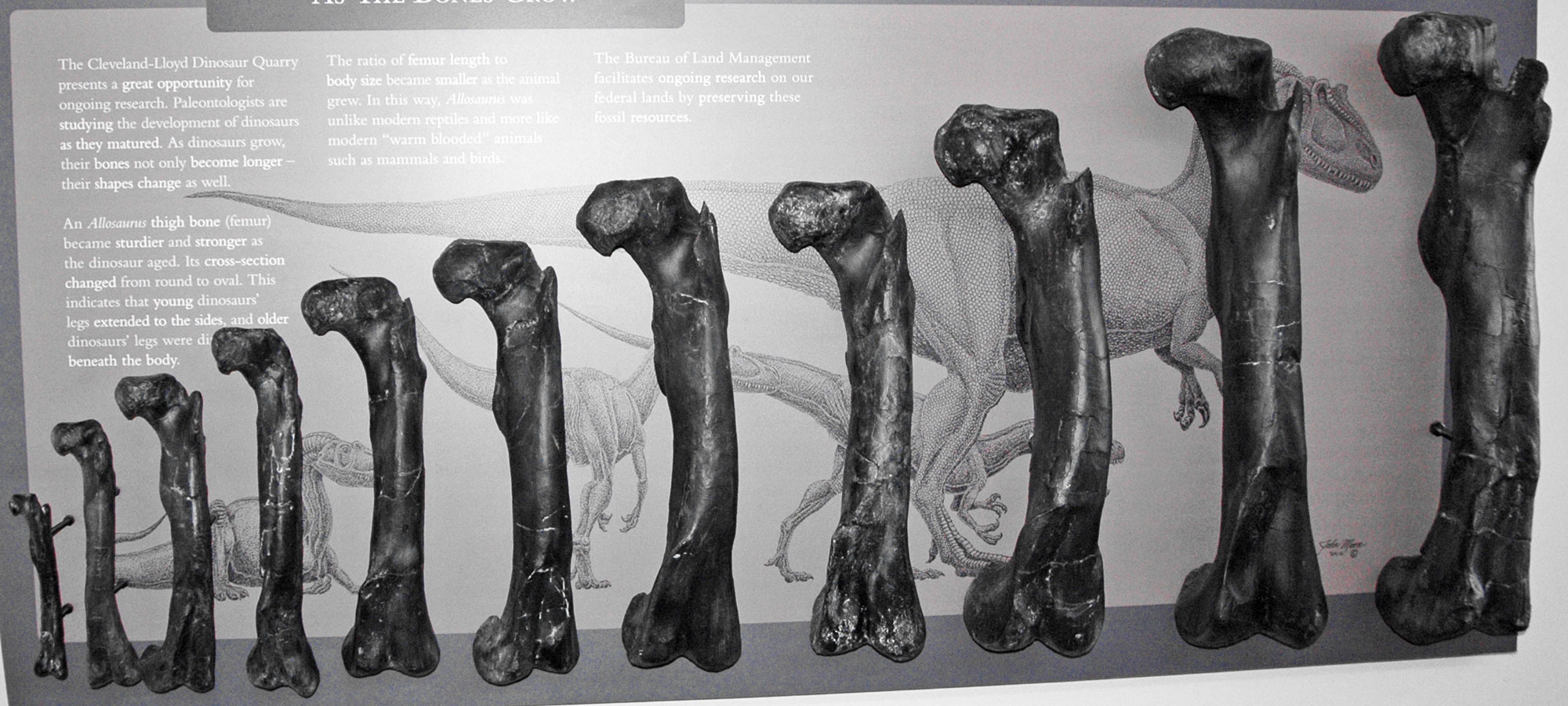 Photograph of a display at the Cleveland-Lloyd quarry in Utah. The display shows a line of Allosaurus femurs lined up from smallest to largest, illustrating the growth and development of the animal.