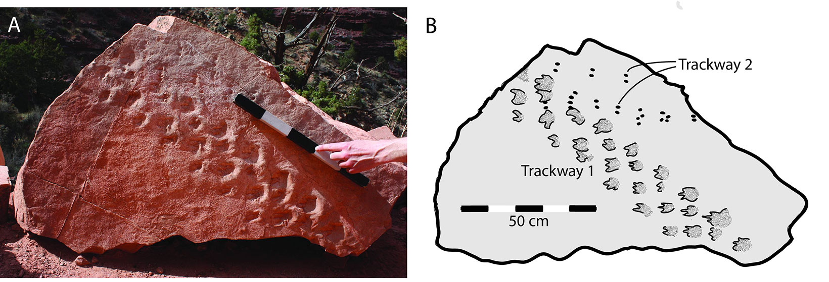 2-panel figure from a published paper showing a Pennsylvanian amniote trackway from the Grand Canyon. Panel 1: Set of tracks in a diagonal path across a block of reddish rock; a hand holds a scale bar (scale in decimeters). Panel 2: Drawing of the same rock with trackway, pointing out a second trackway intersecting the main set of tracks. Scale is 50 centimeters.