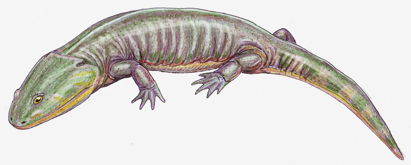Illustration (drawing) reconstructing how Apachesaurus may have looked in life. The drawing shows a salamander-like animal.