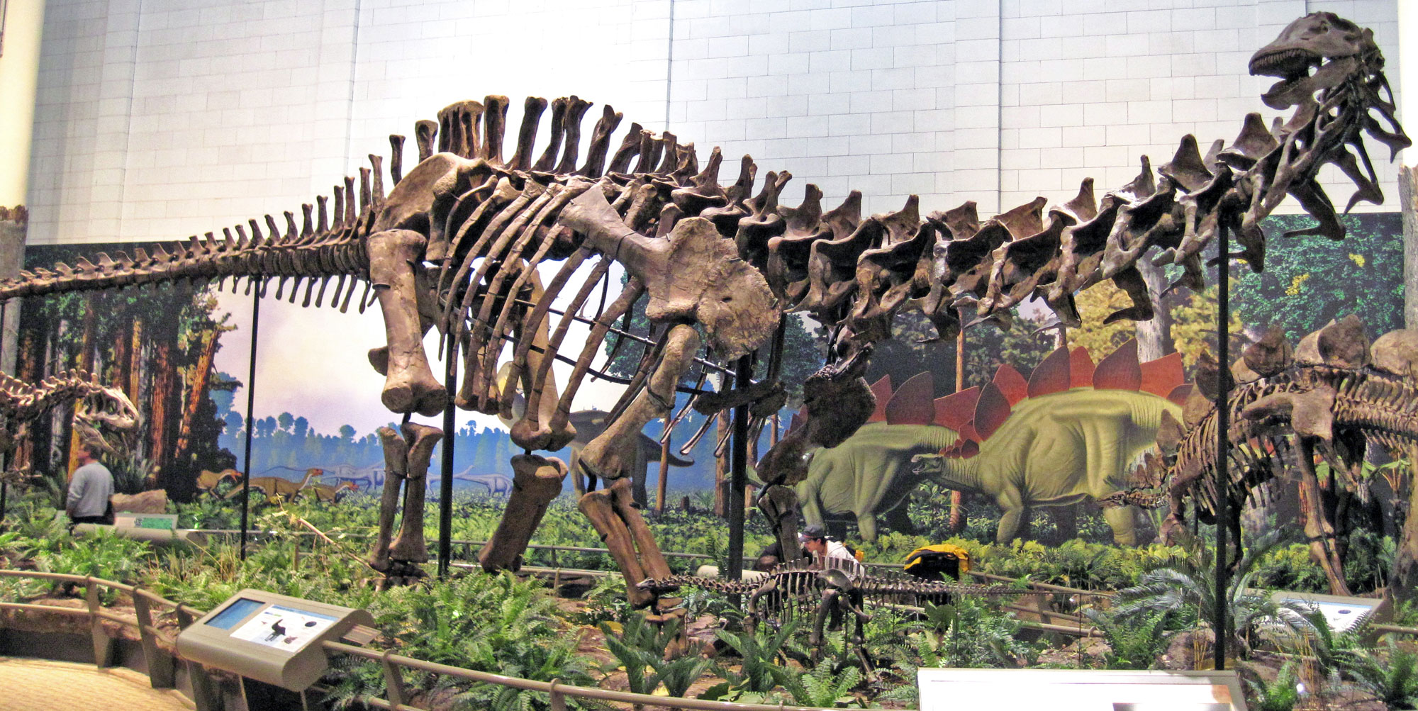 Photograph of a skeleton of Apatosaurus on display at the Carnegie Museum. Apatosaurus is a sauropod, a long-necked, herbivorous dinosaur that walks on all fours.