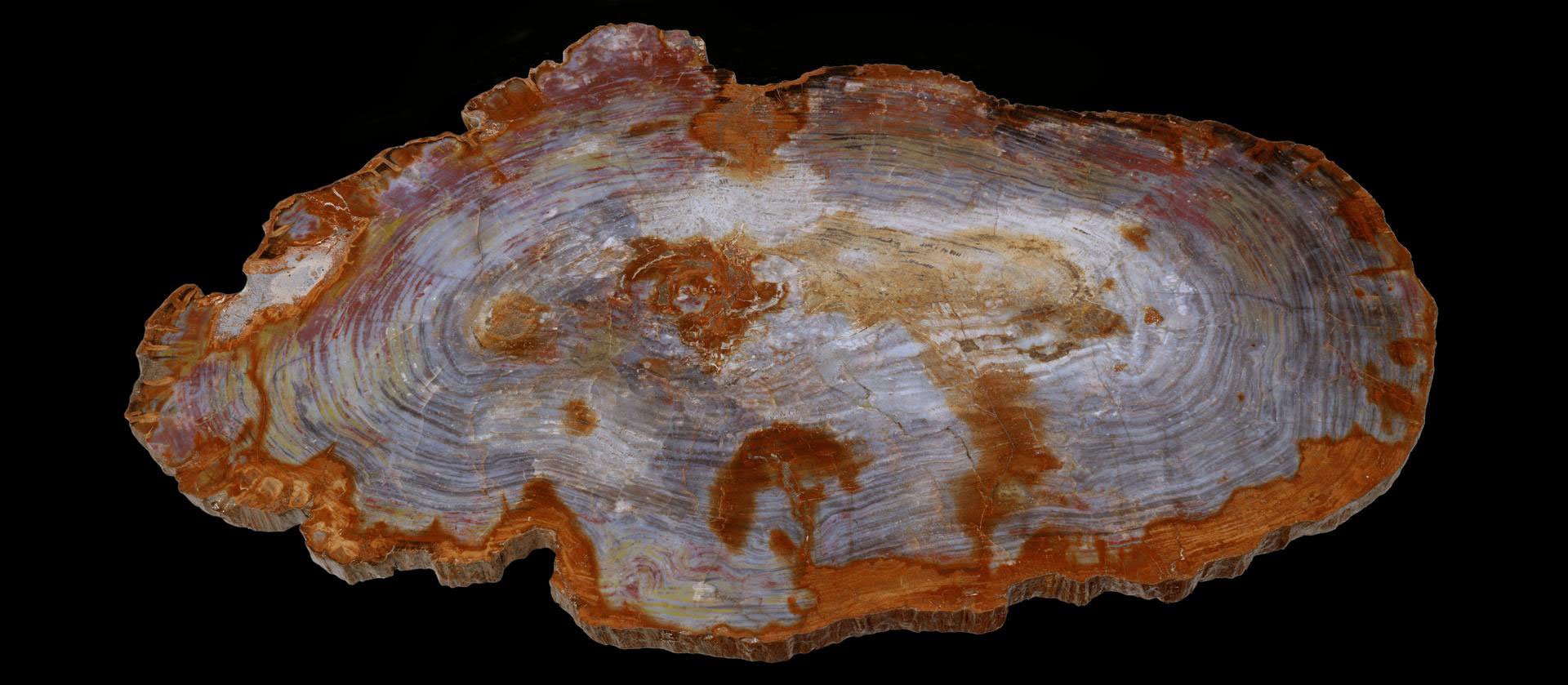 A cross section of a petrified conifer tree trunk. The periphery of the trunk is reddish-orange whereas the interior is grayish. Concentric growth rings are clearly visible.