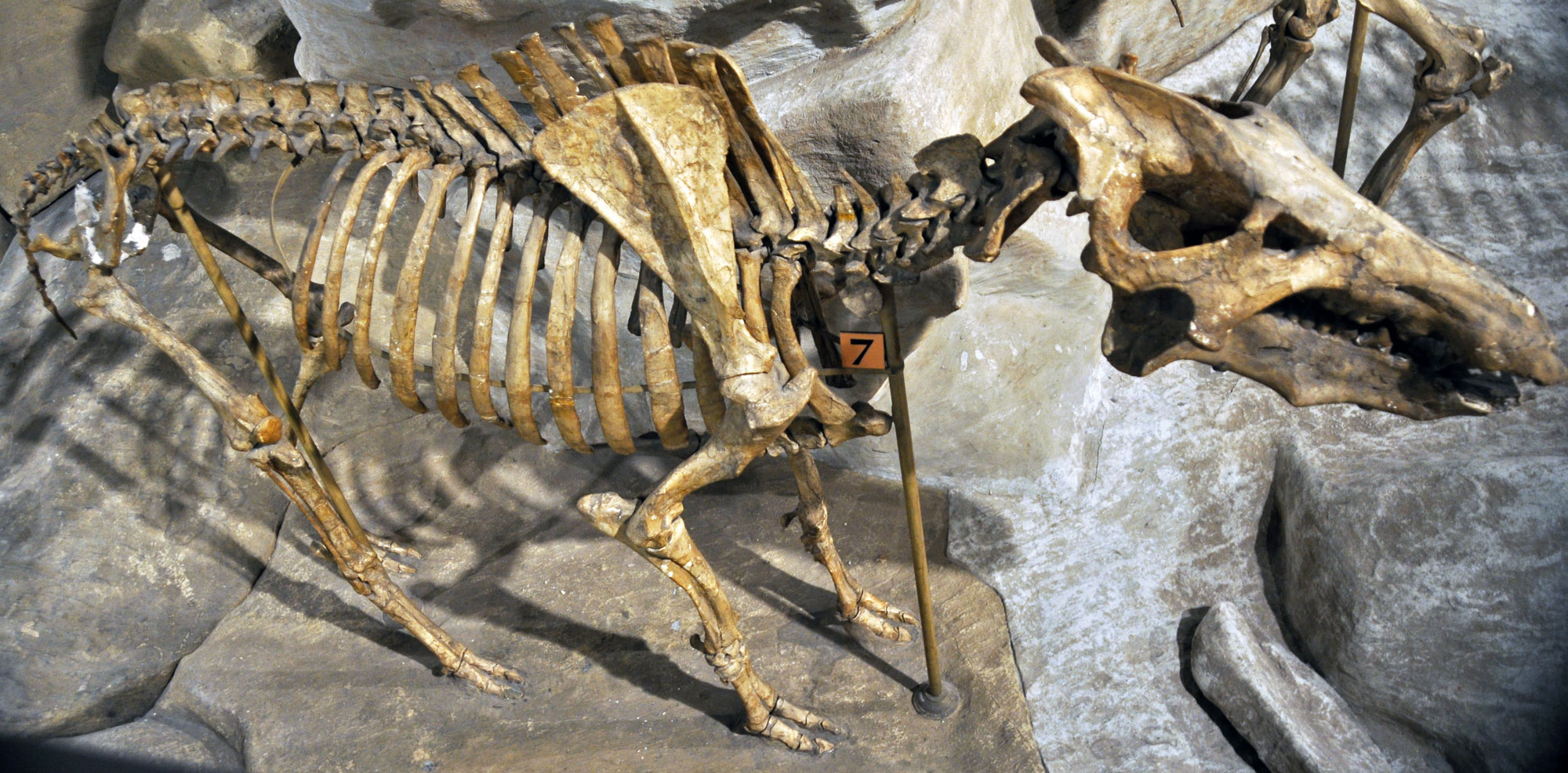 Photograph of the mounted skeleton of the hell pig Archaeotherium from the Paleogene of Colorado. The animal has two-toed feet, walked on all fours, had a large head, tall shoulders, and a short tail.