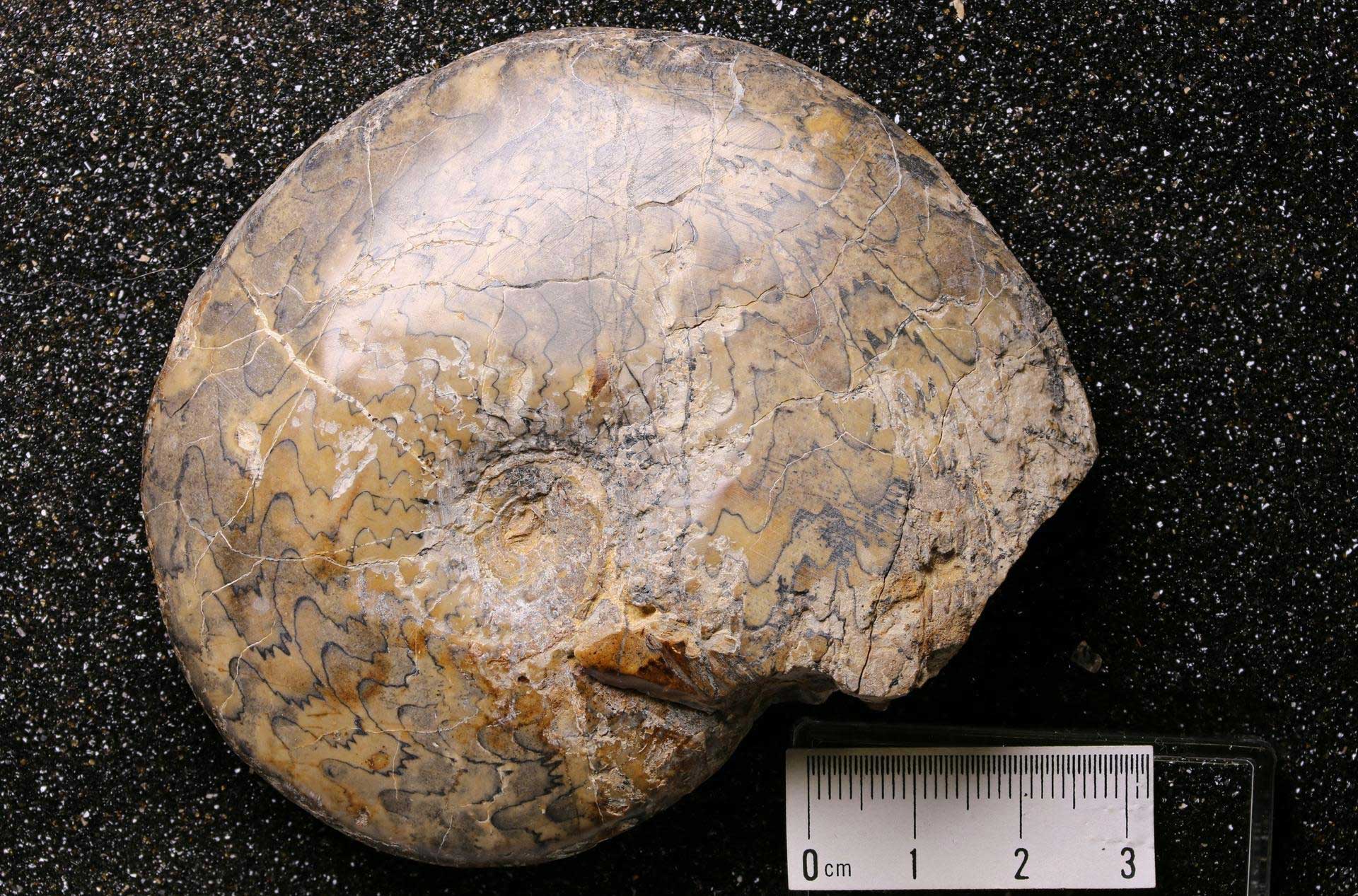 Photograph of a Triassic ammonoid from Utah. The ammonoid shell is spiraling in a single plane. The shell is yellowish brown and the sinuous sutures appear black. The shell is probably about 9 centimeters across (scale bar is 3 centimeters, less than half of shell width.)