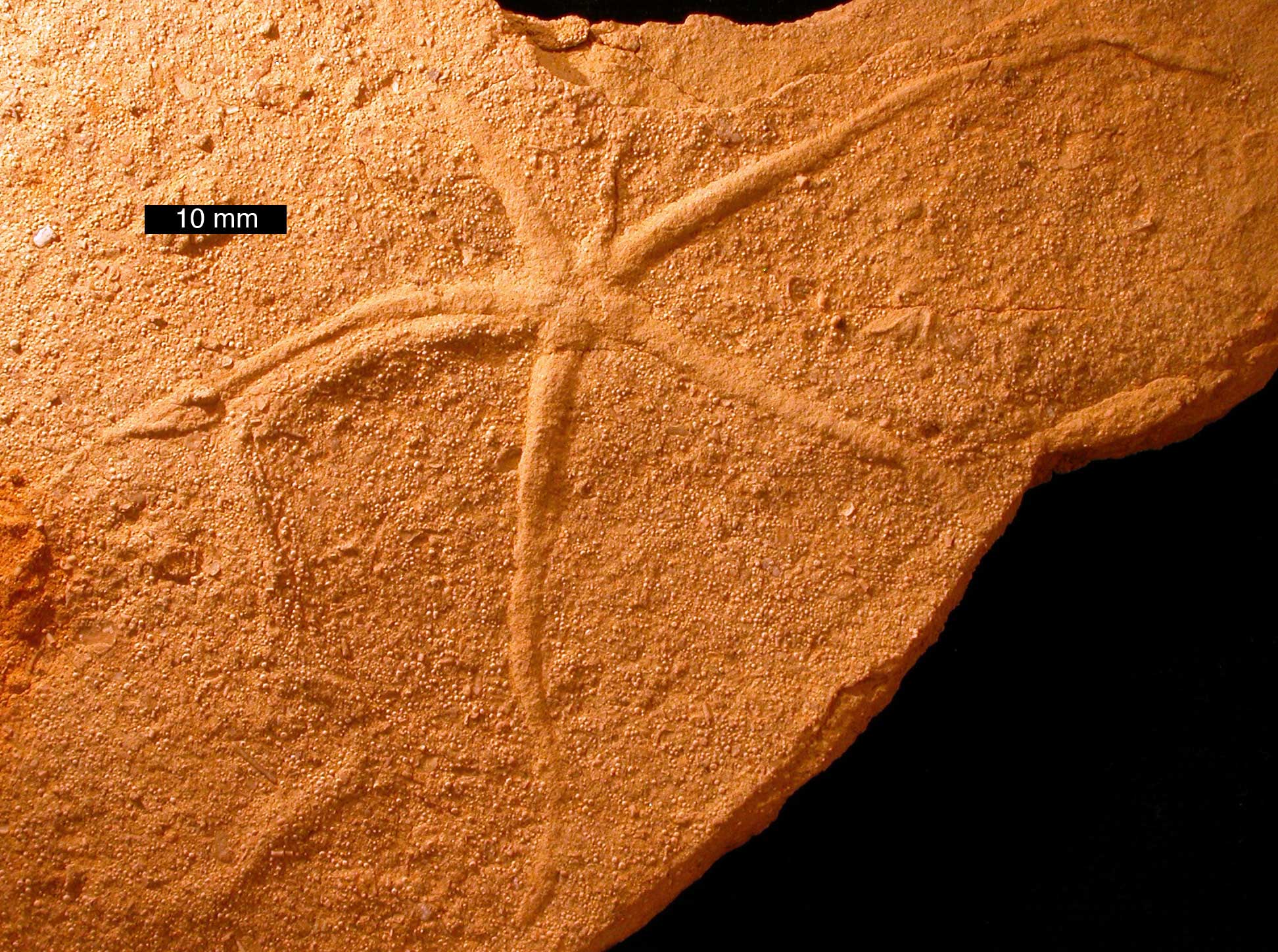 Photo of a trace fossil of a brittle star from the Jurassic of Utah. The trace is preserved on an orange rock. It is star-shaped with a small central part and long, thin arms. There are traces of 5 arms. Scale bar is 1 centimeter, much smaller than the trace.