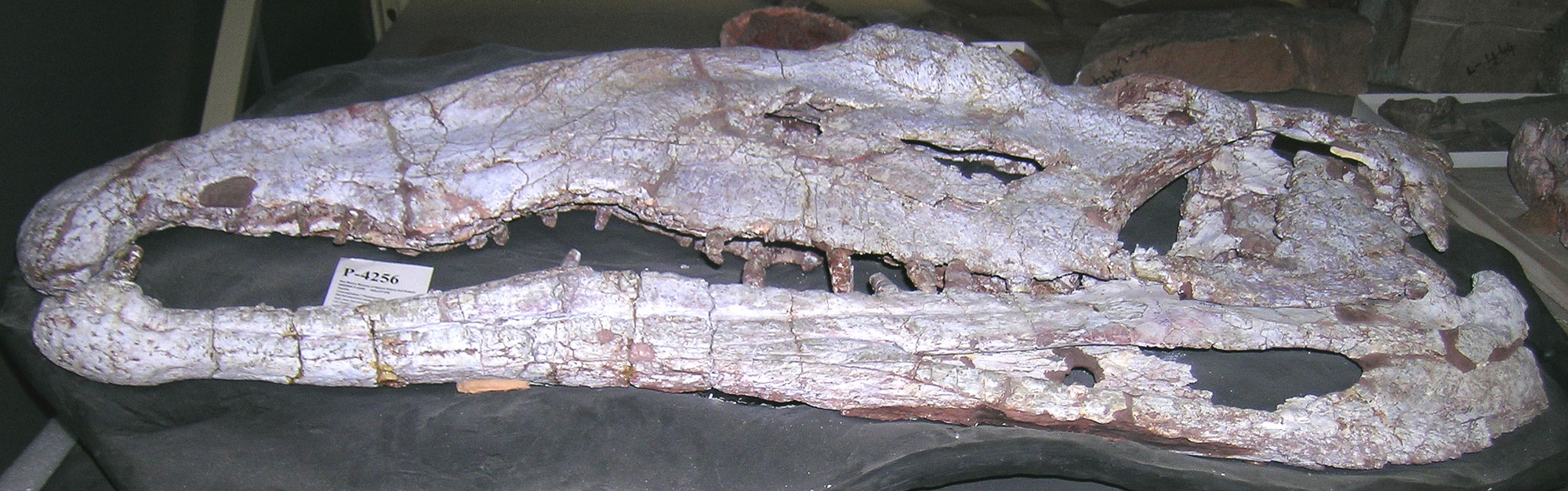 Photograph of the skull of Barrancasuchus sealeyi, a crocodile-like reptile from the Triassic of eastern New Mexico.