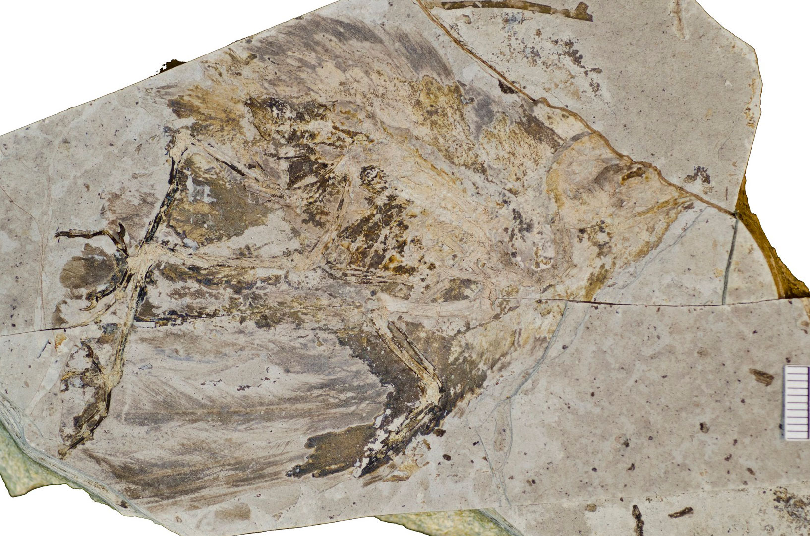 Photo of a fossil bird, Eocene, Florissant, Colorado. The skeleton does not appear well-preserved, although the legs and feet can be seen to the left of the image. Feather extent from the wings. The head appear short with a short, wide beak.