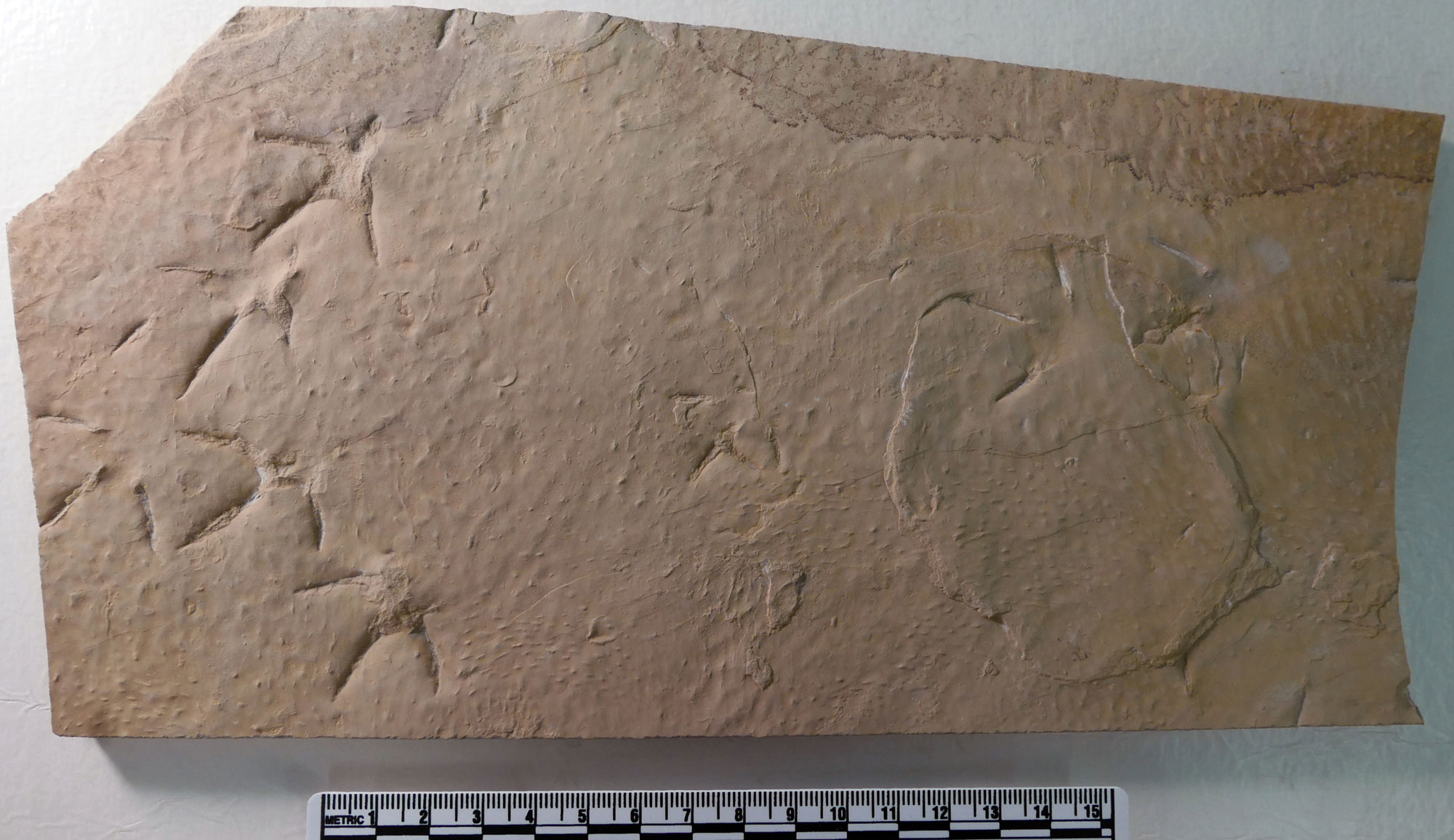 Photograph of a slab of rock from the Eocene Green River Formation of Utah. The rock is beige or light brown in color with tracks of a bird (impressions of three-toed feet).