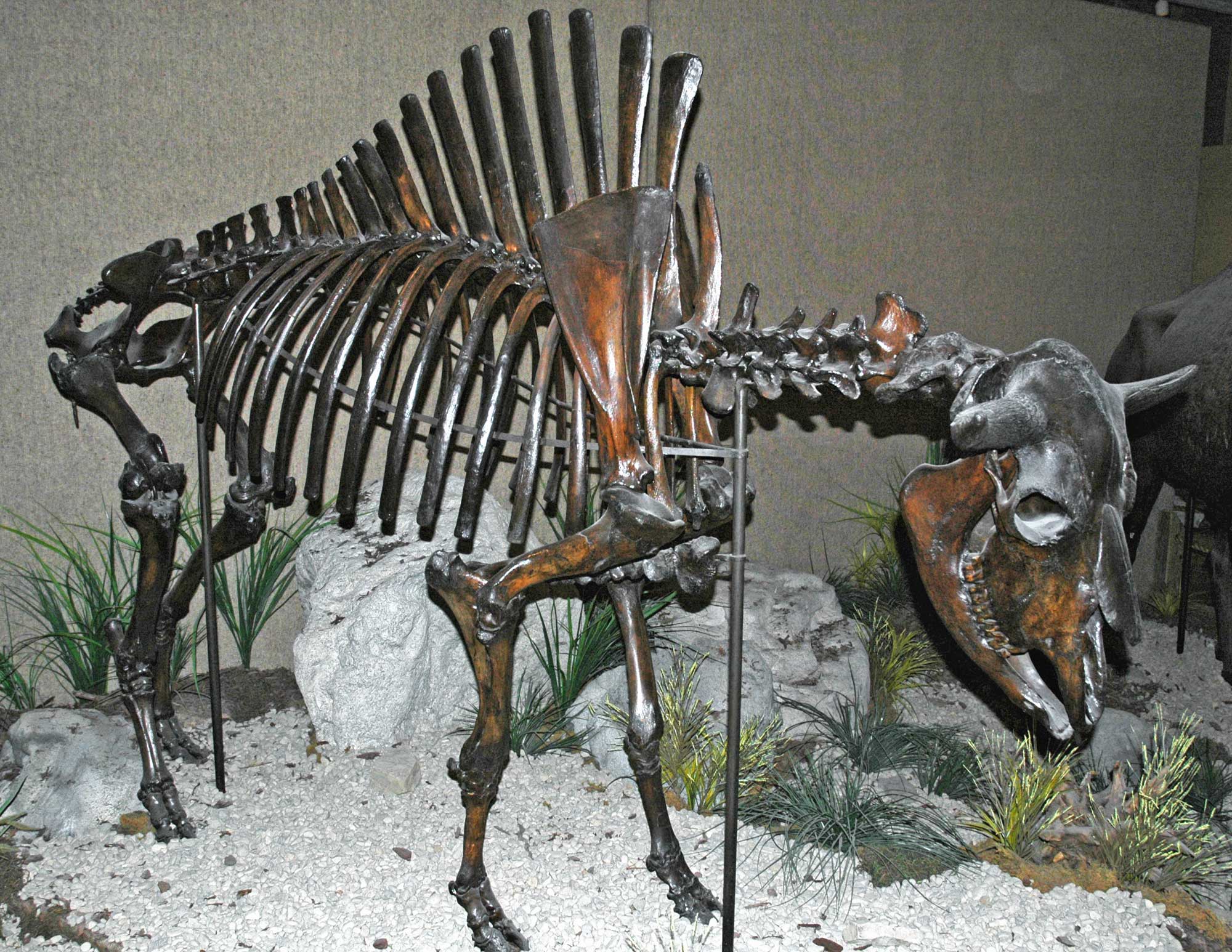 Photograph of the skeleton of an extinct Pleistocene bison on display in a museum. The skeleton was collected from near Folsom, New Mexico.