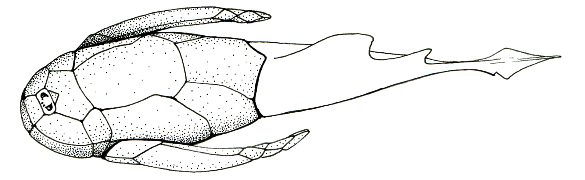 Drawing of a placoderm, a type of primitive fish from the Devonian of Arizona. The fish looks like it has bony plates on the front half of its body, small eyes on the front of its head, and thin fins on each side of its body.