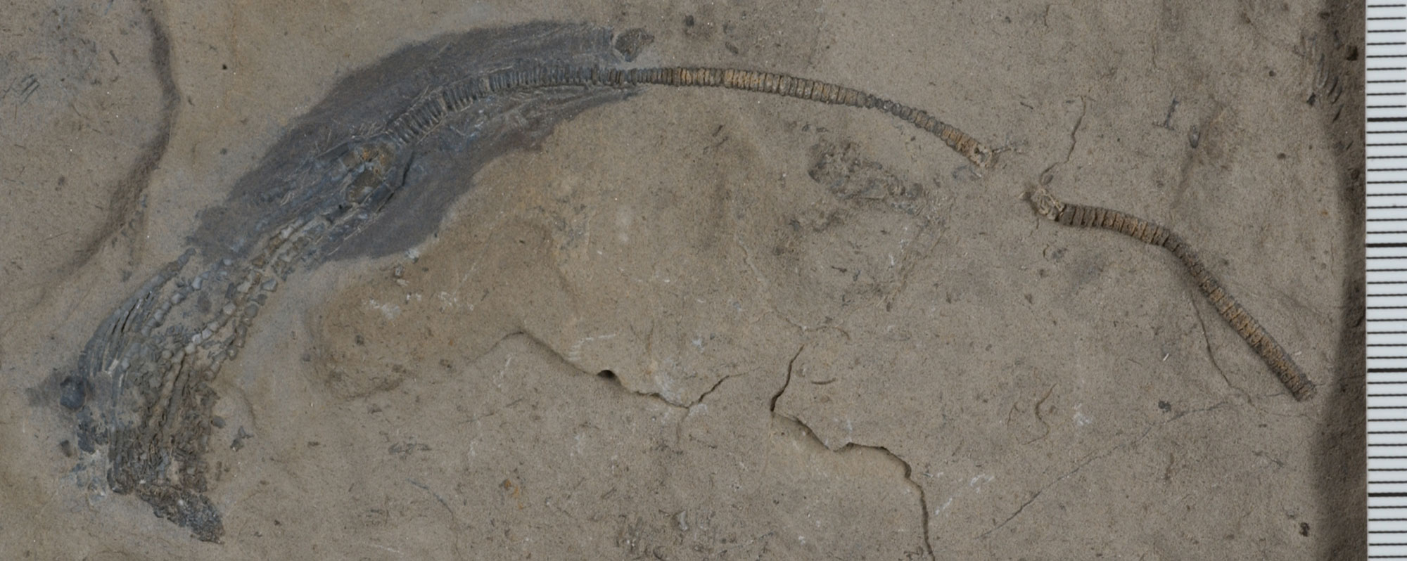 Photograph of a crinoid from the Mississippian of Utah. The crinoid is preserved on a medium brown stone. The stalk is on the right and the calyx and arms on left. The specimen arcs from one side to the other in the figure. It is probably in the range of 10 centimeters long.