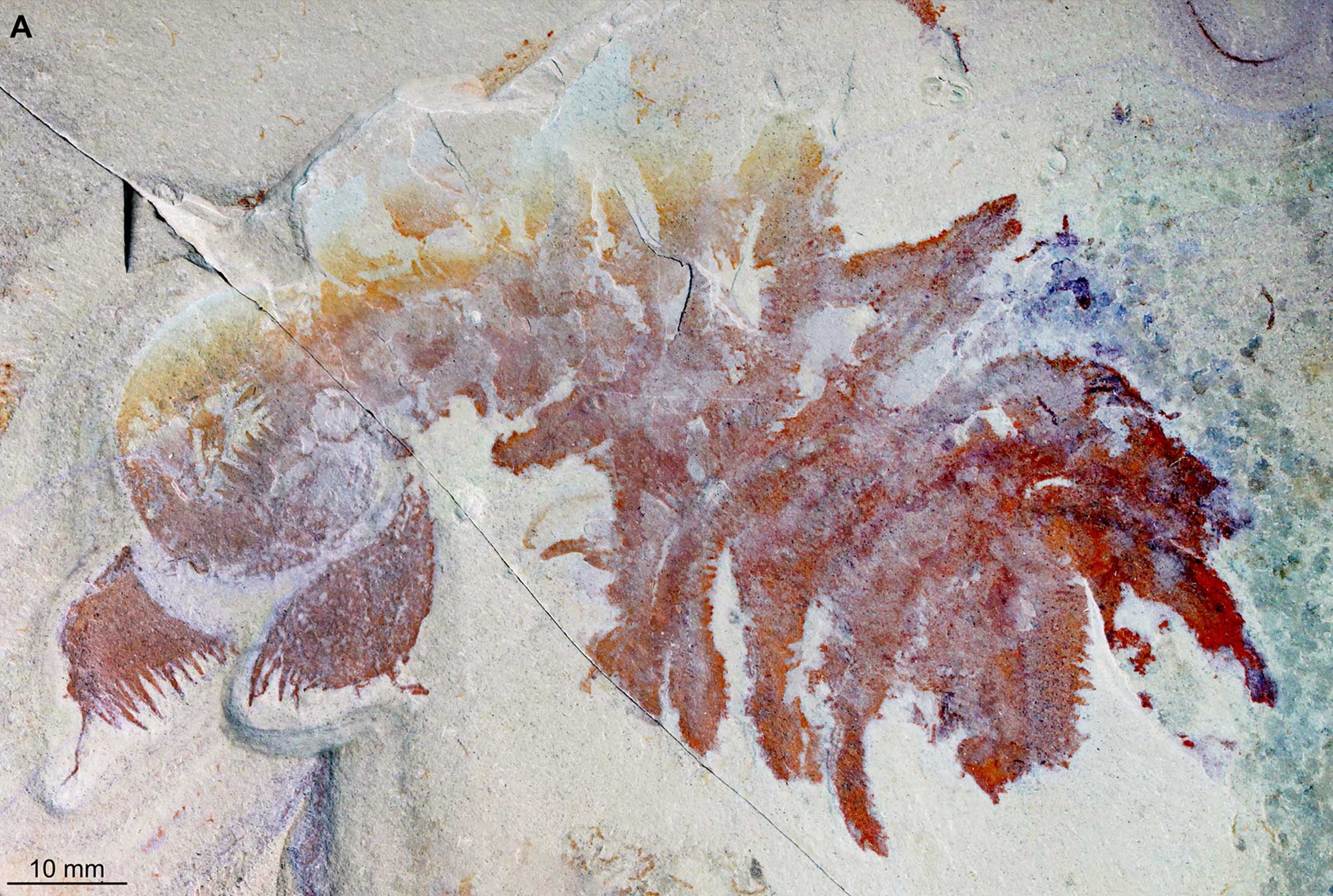Photograph of a fossil of a radiodont from the Cambrian of Utah. The fossil is reddish and preserved on a whitish rock. The animal has a round head with bristly-looking appendages attached to its underside. The remainder of the body is made up of rectangular segments with paddle-like appendages extending from the side of each segment. The animal is probably over 10 centimeters long.