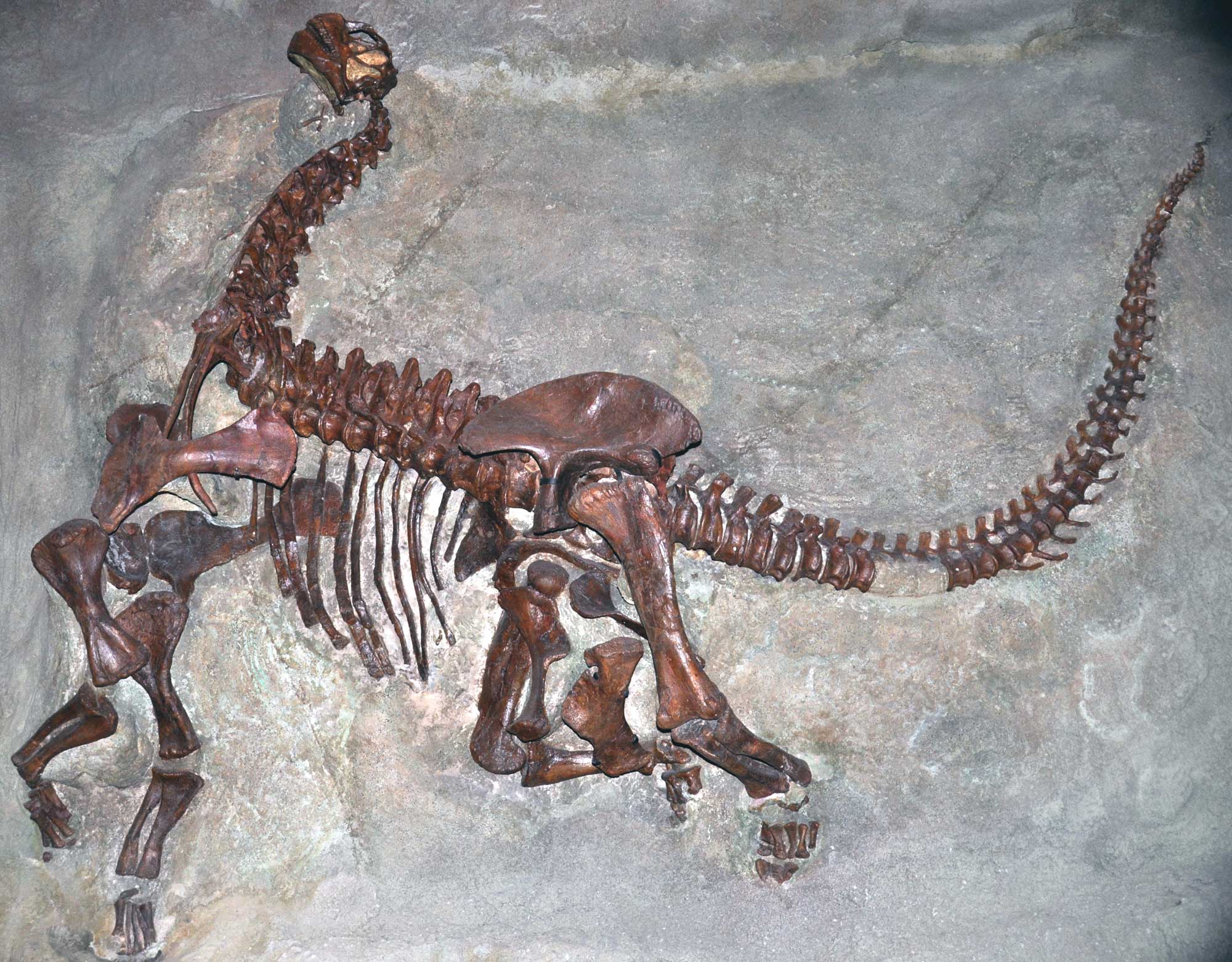 Photograph of a juvenile sauropod skeleton in a death pose partially embedded in rock. The sauropod has a long neck, a small head and is quadrapedal (walks on all fours). The tail is arched upward.