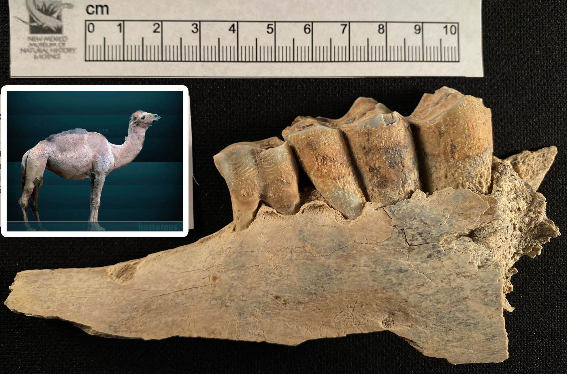 Photograph of a portion of the lower jaw of a Pleistocene camel from New Mexico. The photo shows a fragment of jawbone with two or tree teeth; photograph taken from the side, specimen measuring more than 10 centimeters. An inset image is a artistic rending of the camel as it may have appeared in life. It looks similar to a modern camel (long legs, thick body, long curved neck) but lacks a defined hump.