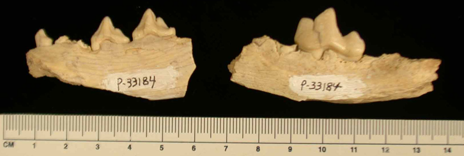 Photo of fragments of a jawbone of an extinct canid from the Pliocene of Arizona. Photo shows two pieces of jawbone with pointed teeth. The fragments are about 5 and 7 centimeters long.