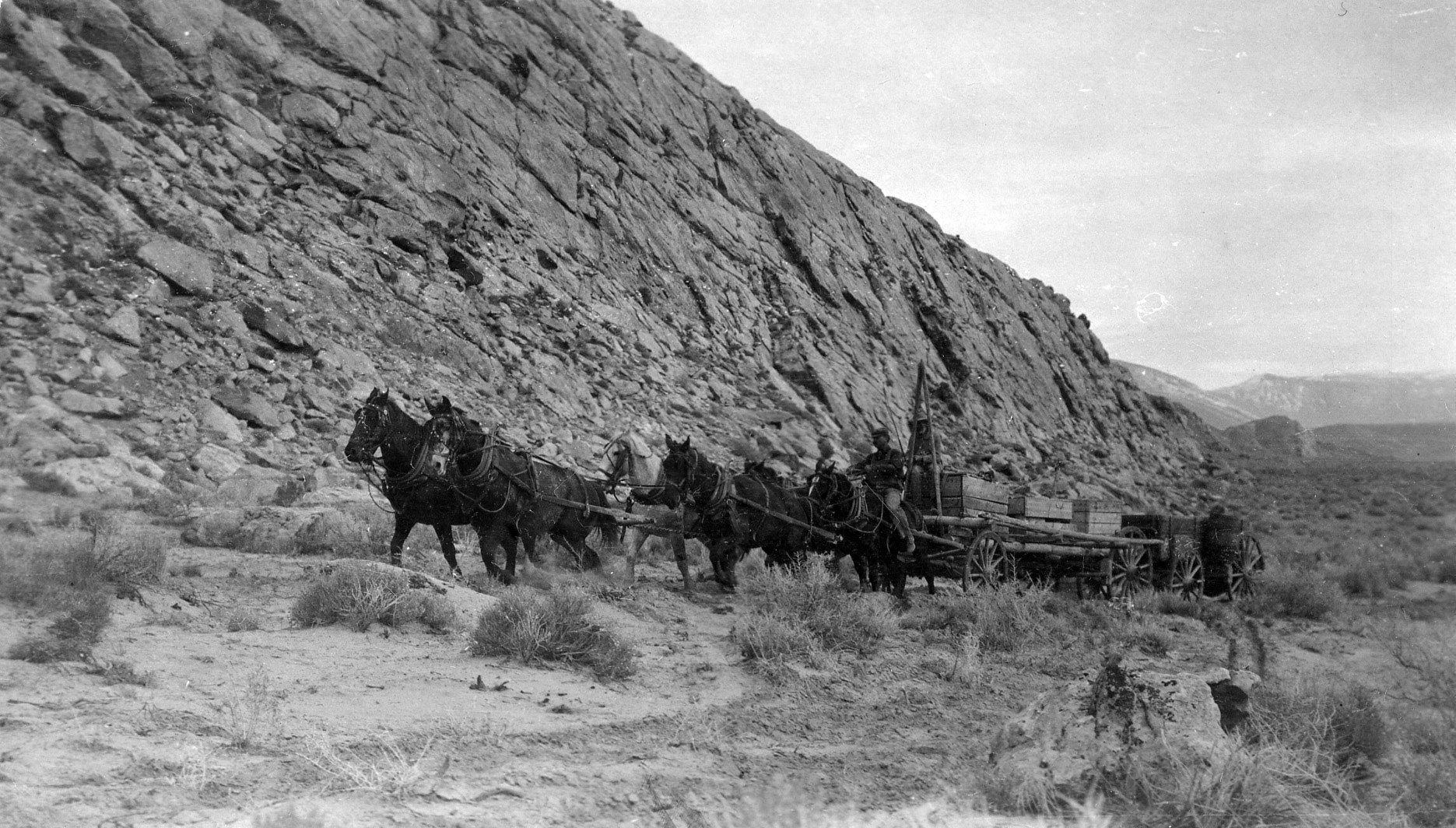 Black-and-white photograph of six horses pulling a wooden wagon . Men sit on the two rear horses. The wagon has wooden crates carrying dinosaur bones on it. A second wagon appears to be attached behind the first.