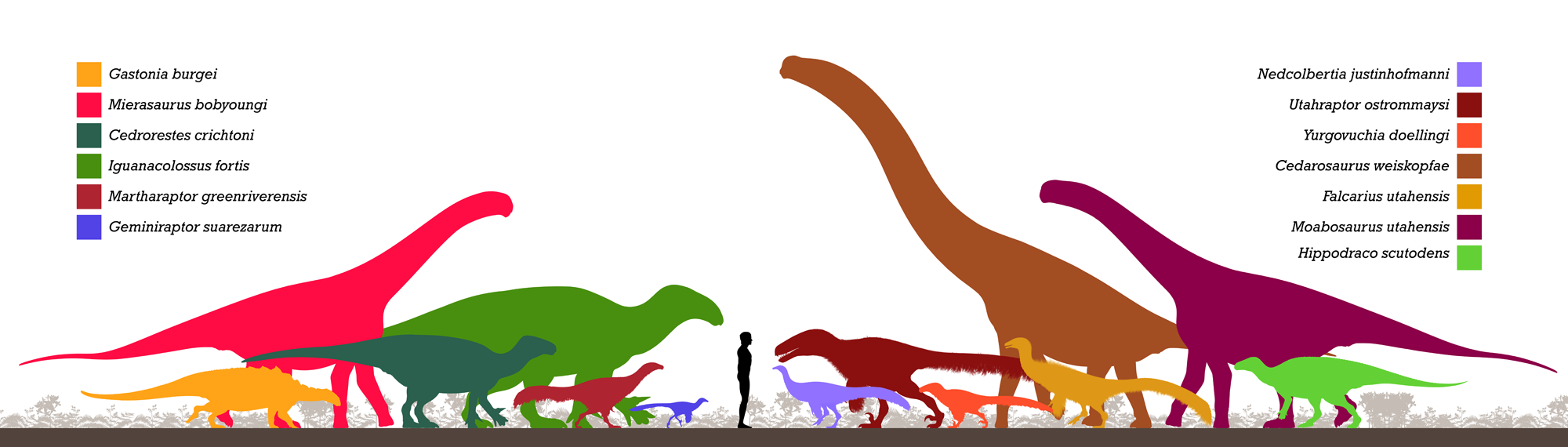 Diagram showing color-coded silhouettes of dinosaurs from the Early Cretaceous Yellow Cat Member of the Cedar Mountain Formation scaled to size. Dinosaurs shown: Cedarosaurus weiskopfae, Length = 15 meters. Cedrorestes crichtoni, Length = 6 meters. Falcarius utahensis, Length = 5 meters. Gastonia burgei, Length = 5 meters. Geminiraptor suarezarum, Length = 1.5 meters. Hippodraco scutodens, Length = 4.5 meters. Iguanacolossus fortis, Length = 9 meters. Martharaptor greenriverensis. Mierasaurus bobyoungi, Length = ∼9 meters. Moabosaurus utahensis, Length = 9.75 meters. Nedcolbertia justinhofmanni, Length = ∼3 meters. Utahraptor ostrommaysi, Length = 5.5 meters. Yurgovuchia doellingi, Length = 2.5 meters.