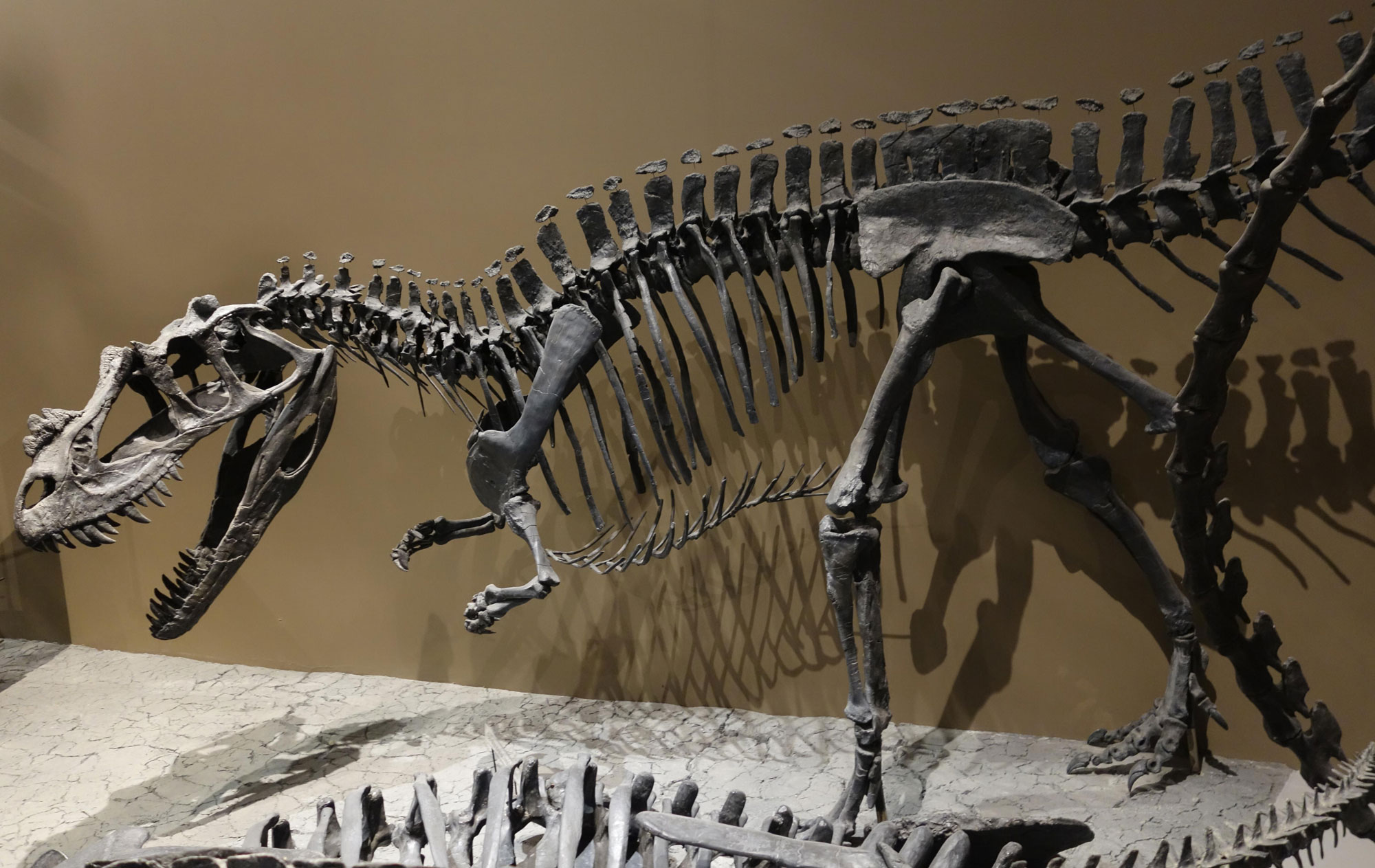 Photograph of a skeleton of Ceratosaurs on display at a museum. Ceratosaurus is a predatory dinosaur that walked on two legs. Its skull has a distinctive short nasal horn.