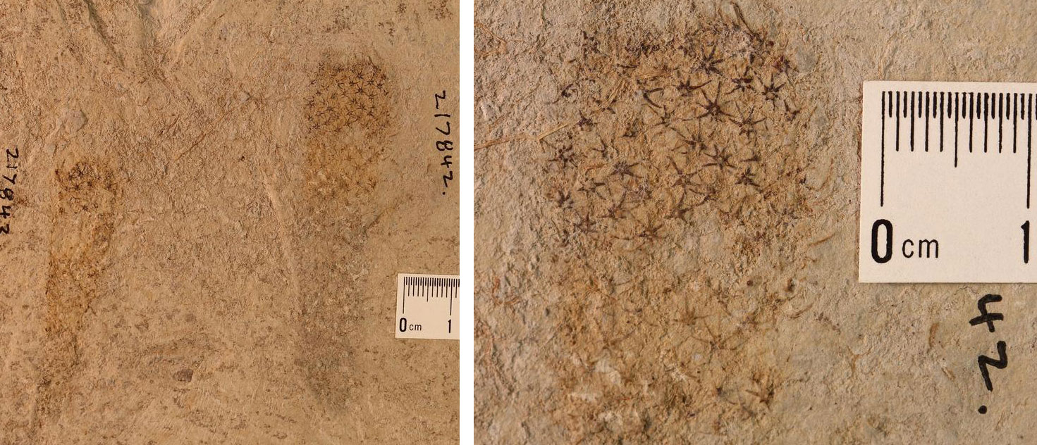 2-Panel photograph of fossil sponges from the Cambrian of Utah. Panel 1: Photo showing two sponges. The sponges have an elongated, figure-like shape. The surface fo each sponge is made up of star-shaped structures. Panel 2: Close-up of the surface of one of the sponges showing star-shaped structures.