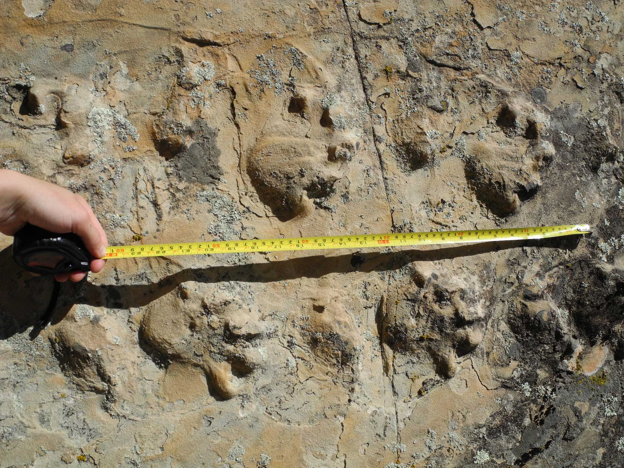 Photograph of Chelichnus tracks, the five-toes prints of a mammal-like reptile, in the Permian Coconino Sandstone at Grand Canyon National Park.