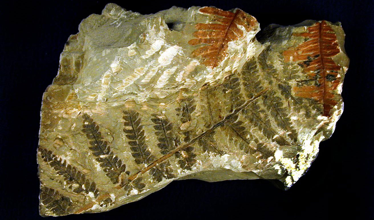 Photograph of a piece of rock preserving twice-pinnately compound fern fronds. The pinnules and pinnatifid (pinnately incised).