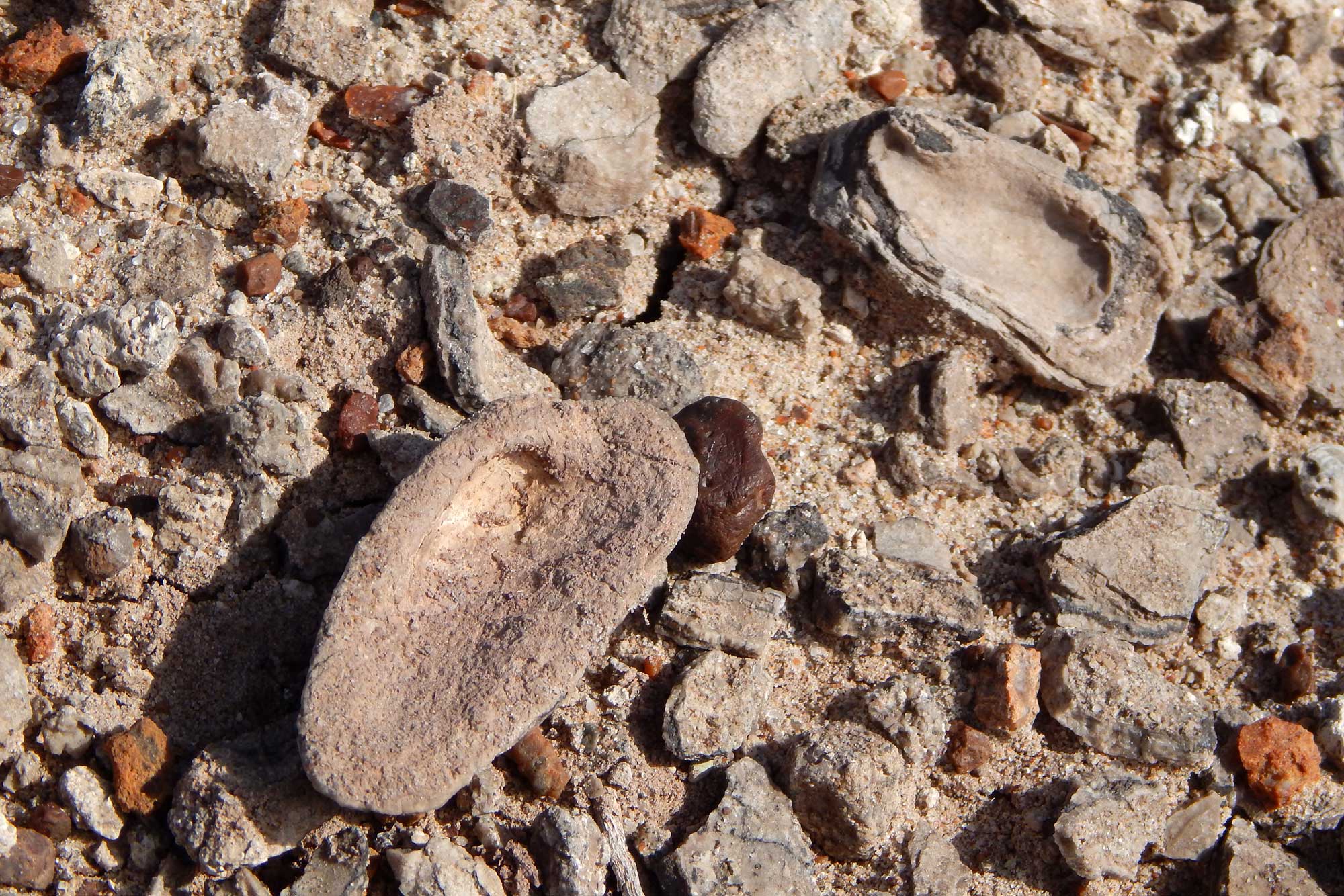 Photograph of Triassic clam fossils from the Chinle Formation, Arizona. The fossils are in situ (in place where they were found). Each is one valve (half) of a clam shell. The ground that are sitting on is littered with small stones.