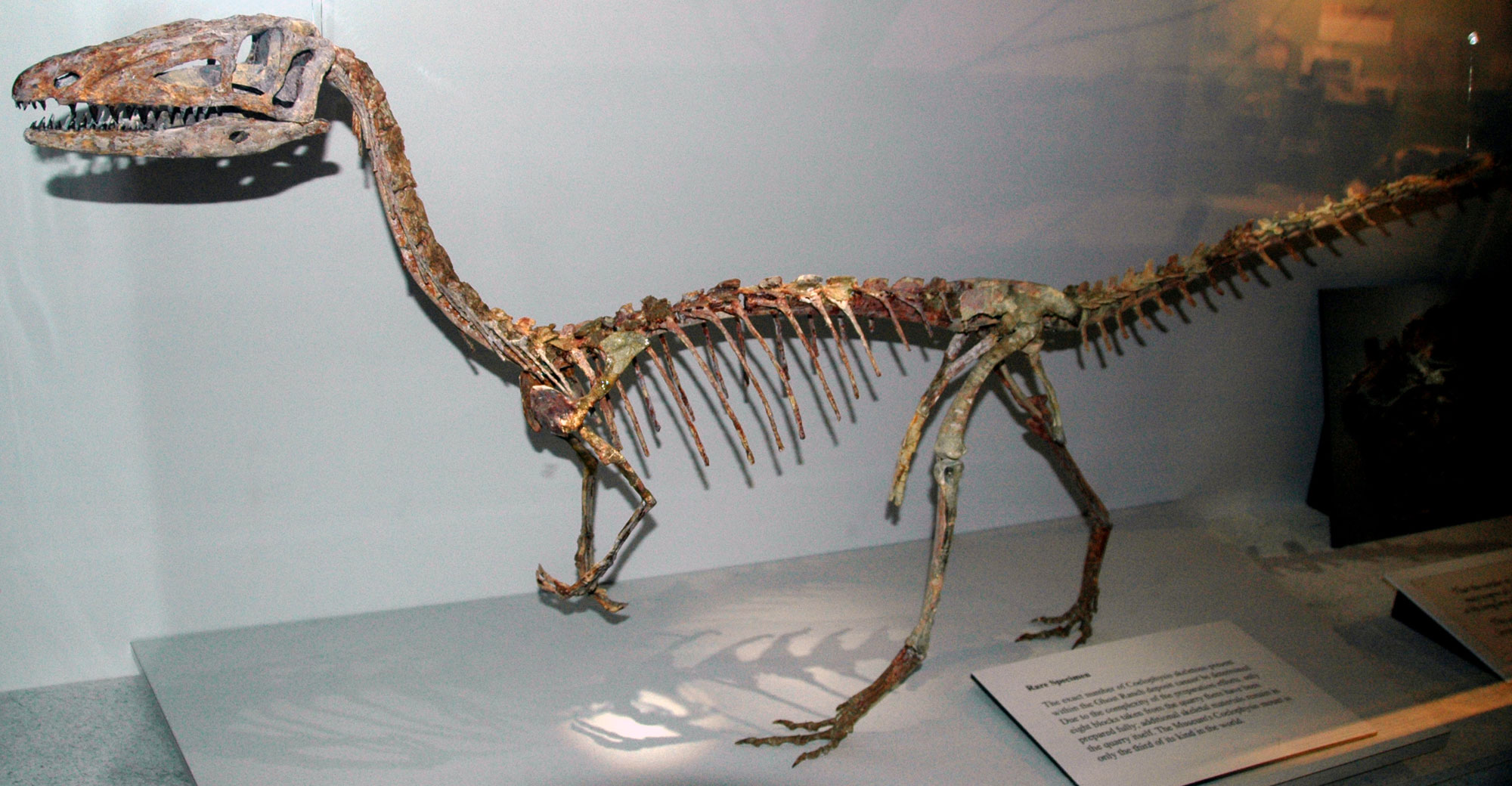 Photograph of a mounted skeleton of Coelophysis baueri. The dinosaur is bipedal (walks on two legs), has shorter arms, a long neck, and a slightly elongated skull with small, pointed teeth. The tail extends horizontally from the body and does not rest on the ground. The feet have three large toes.