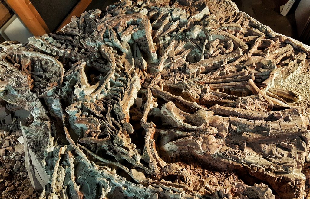 Photograph of jumbled bones of the small predatory dinosaur Coelophysis preserved in a block.