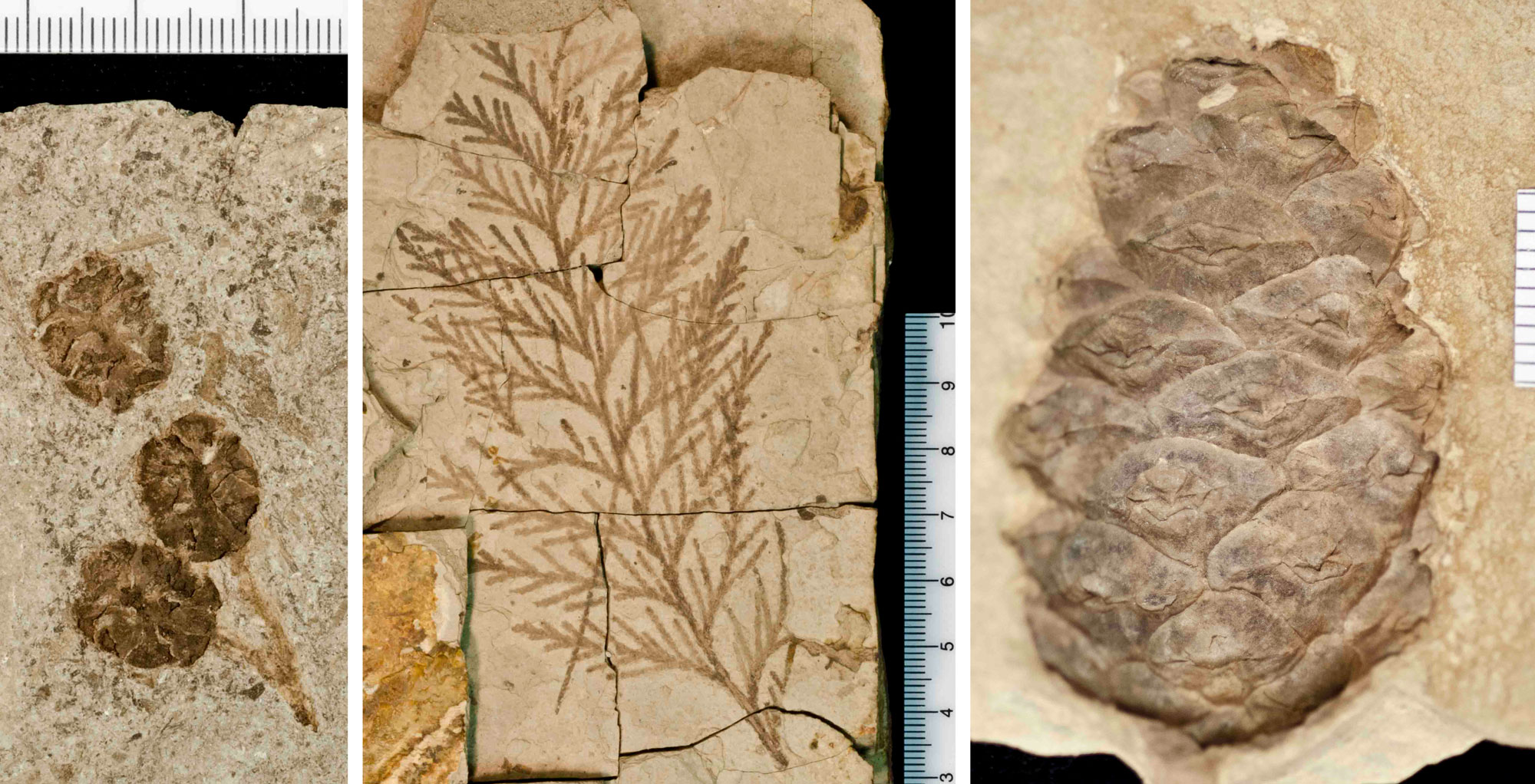 3-panel image of fossil conifers from the Eocene Florissant flora of Colorado. Panel 1: Photo of a small branch bearing three redwood seed cones. the cones are oval in shape and the cone scales have spread apart. Panel 2: Photo of a delicate branch of a cedar with scale-like leaves. Panel 3: Photo of a fossil pine seed cone showing tightly closed cone scales.