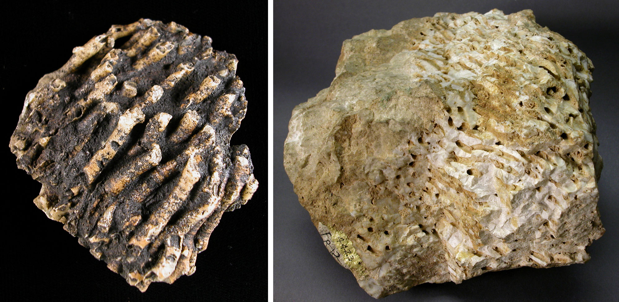 2-Panel figure showing Mississippian corals from the Redwall Limestone, Grand Canyon. Panel 1: Photo of a coral that appears to be made up of a group of parallel tubes. Panel 2: A more typical tabulate coral made up of what appear to be a group of angular columns.