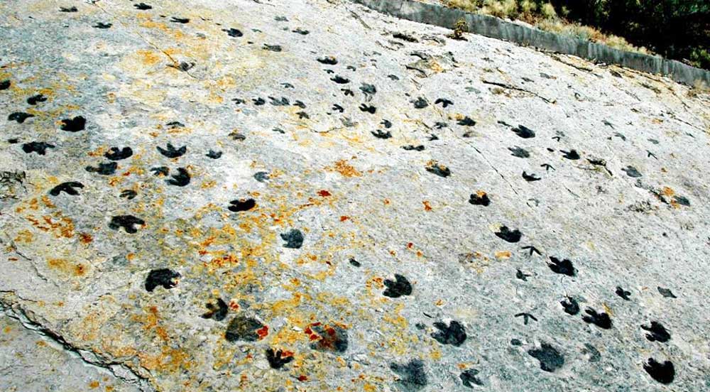 Photography of Early Cretaceous dinosaur tracks from Dinosaur Ridge in Colorado. The photo shows a flat, tilted slab of gray and orange rock with criss-crossing pathways of three-toed tracks. Many of the tracks have thick toes, although one trackway has footprints with notably slender toes.