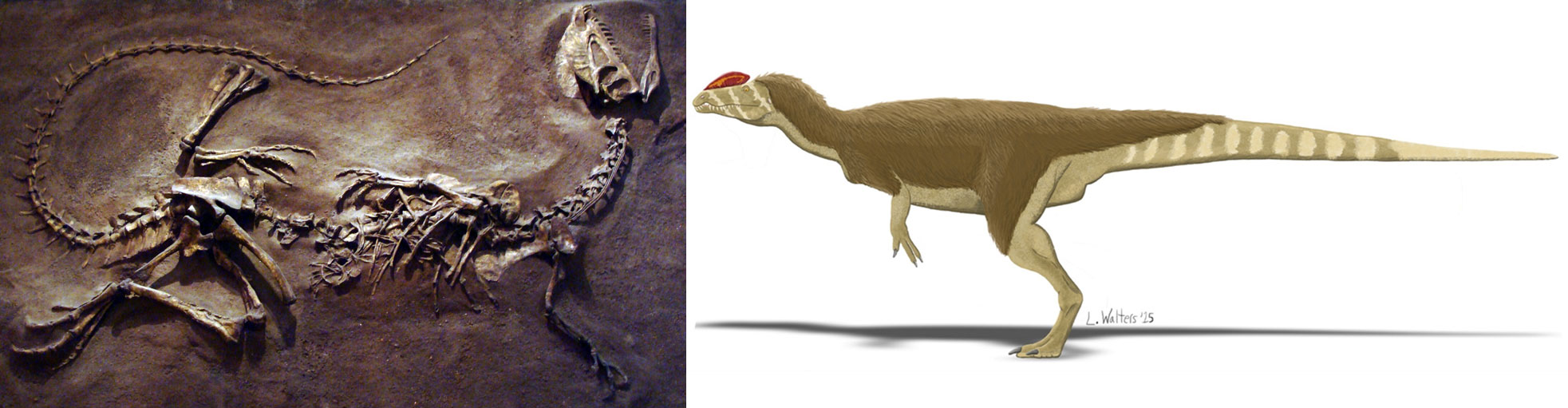 2-panel image of Dilophosaurus, a predatory dinosaur from the Jurassic. Panel 1: Photo of a skeleton partially embedded in a matrix. The skeleton's neck is arched backward, the back legs and splayed outward, and the tail curls around the top of the skeleton. The skull has a short crest. Panel 2: Illustration of the dinosaur during life; the crest is colored red in this recreation, and the animal stands on two legs.
