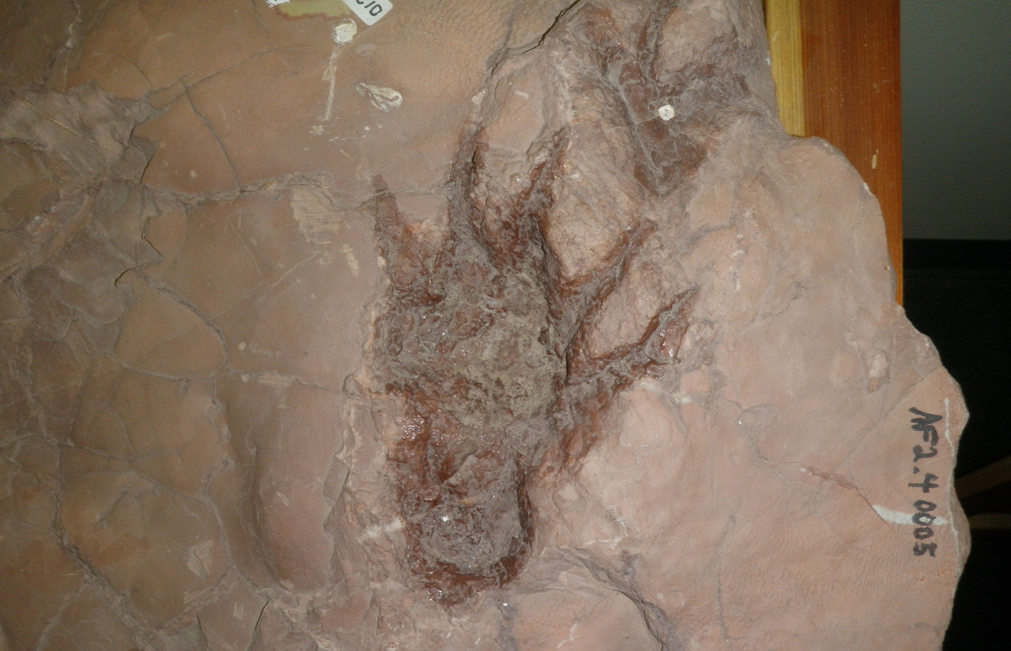 Photograph of a elongated, five-toed footprint in brownish rock on display at a visitor center. In front of the footprint is an impression that might be another footprint. The footprints are Permian in age and may belong to Dimetrodon.