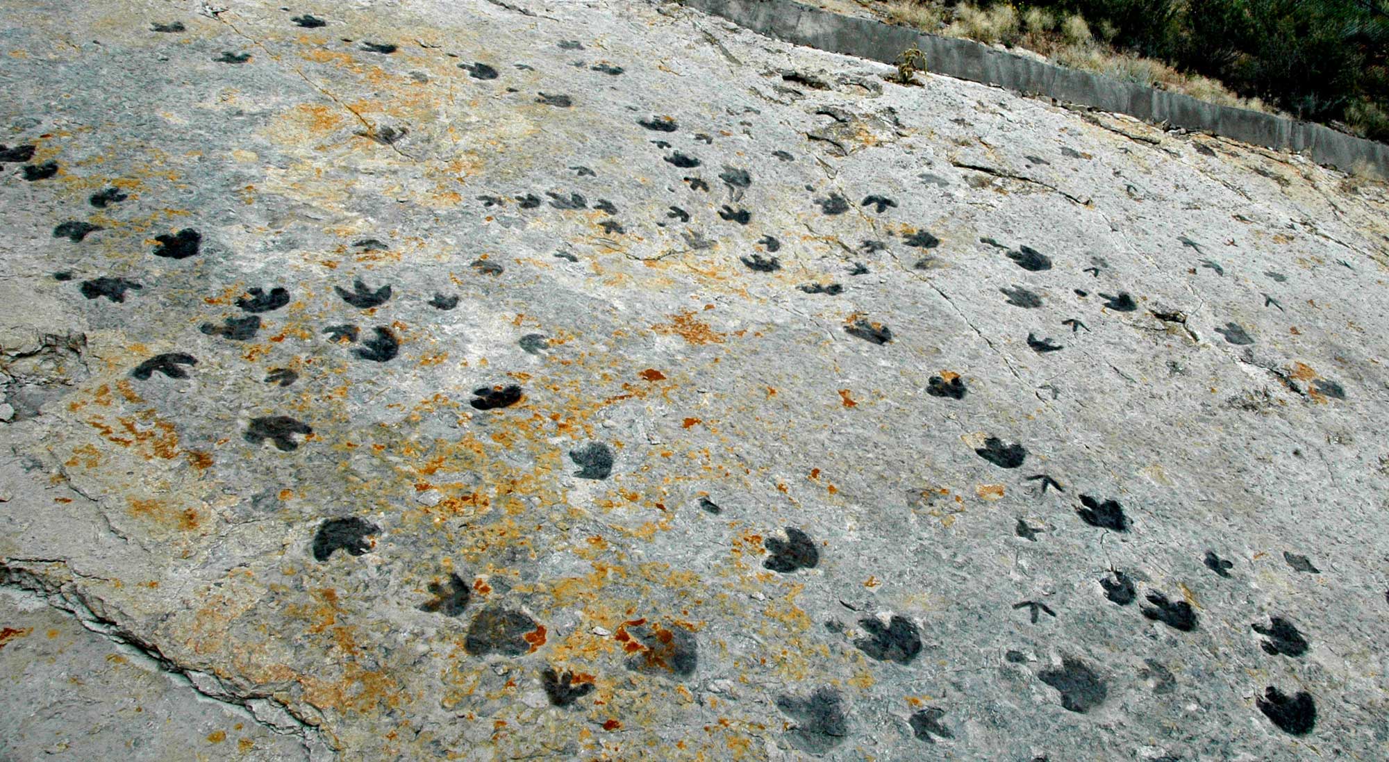 Photography of dinosaur trackways at Dinosaur Ridge in Colorado. The photo shows numerous three-toed tracks preserved in stone.