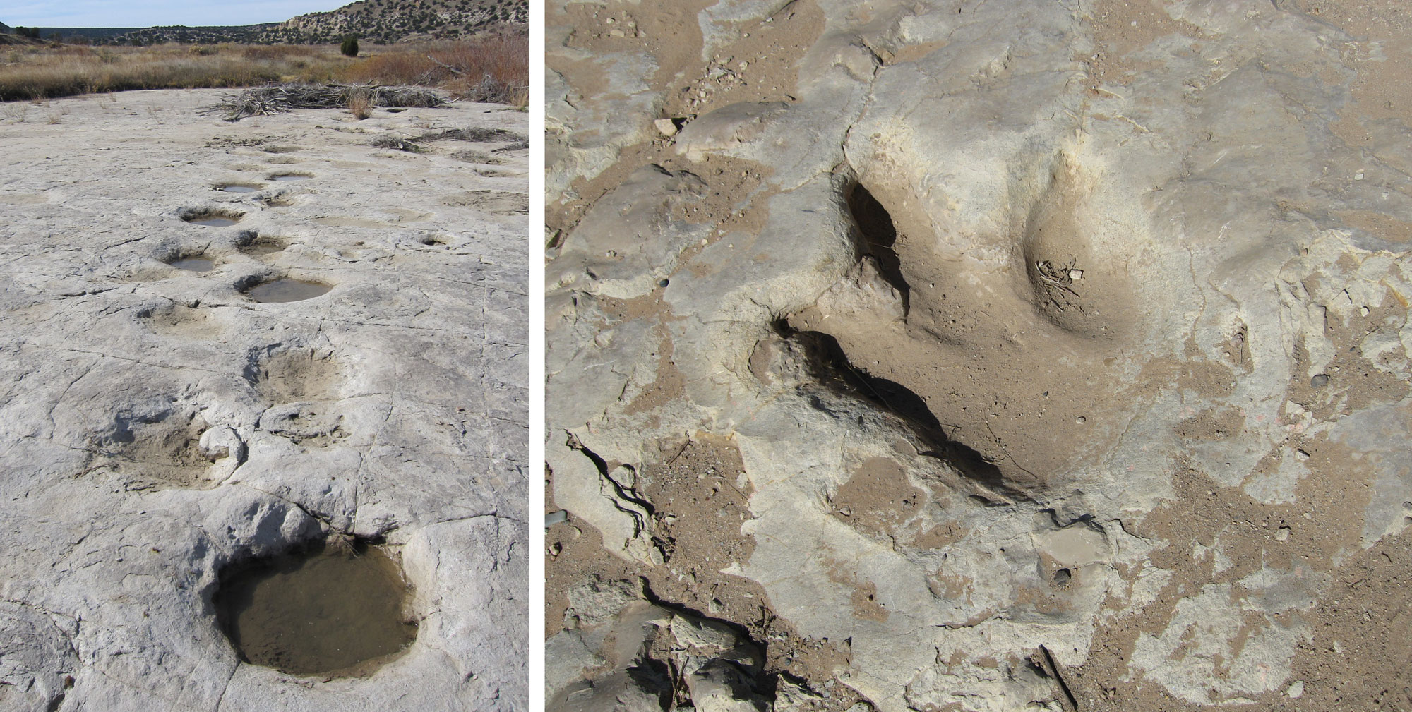 2-panel figure showing photos of Jurassic dinosaur footprints from Colorado. Panel 1: Sauropod trackway with round footprints. Panel 2: Theropod track with three pointed toes.