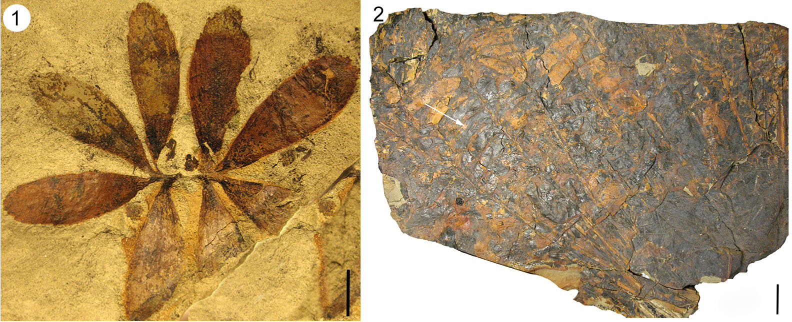 2-Panel image showing fossil cycads from the Paleocene Castle Rock flora of Colorado. Panel 1: Leaves of a seedling. The leaves appear to be in an opposite pair. Each is pinnately compound with four leaflets. Panel 2: Large rock slab preserving a flush of mature cycad leaves. Unfortunately, the pinnately compound leaves do not stand out against the background, so the rock appears mostly a mixture of orange and gray regions.