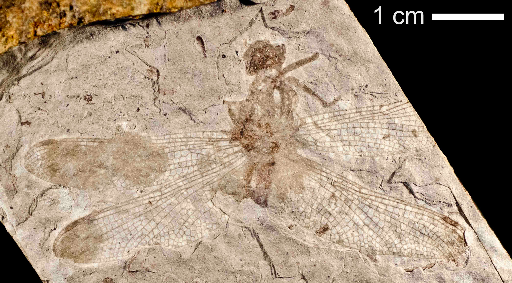 Photo of a fossil dragonfly from the Eocene of Florissant, Colorado. Four wings with nicely preserved venation can be seen on the specimen, although the body is poorly preserved.